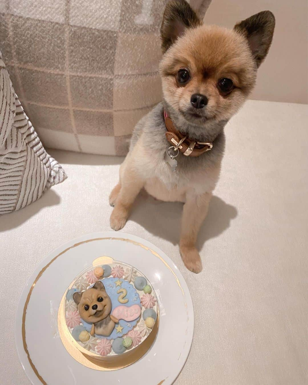 ヴァネッサみどりさんのインスタグラム写真 - (ヴァネッサみどりInstagram)「Happy 2nd Adoptversary ☺️💕 領養2周年快樂🐕🎂✨ . 愛する味噌ちゃん @misothesmilypom  の 里親になって2年目✨ 癒しと幸せをありがとう味噌ち🥺💕 本当のお誕生日がわからないから 里親記念日がお誕生日😊 まだまだ味噌ちゃんみたいにたくさんの可愛い保護犬がお家を探しています✨ そして、#殺処分ゼロを目指して ペットショップに行く前に、お近くの譲渡会や動物愛護団体の里親募集のサイトへ。🙏💕#里親になろう . 還有很多流浪狗像我們的MISO在找幸福的家庭✨主人✨記得 #領養代替購買 🥺🙏 ☺️ #AdoptDontShop 🐾→ @marysdoggies」3月18日 16時20分 - midoritakechi