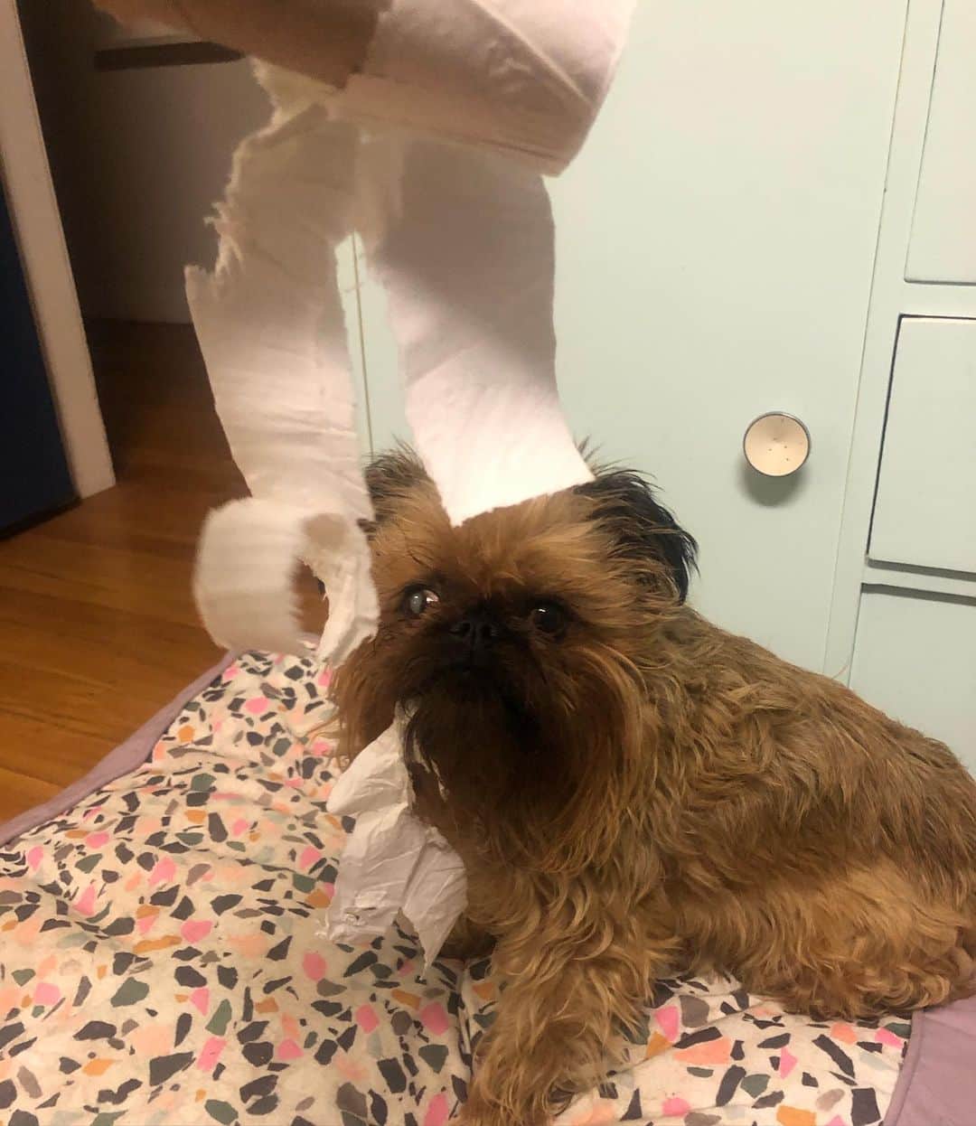 Digby & Aloのインスタグラム：「We told him not to go out and panic buy 😔 #whereisthetoiletpaper」