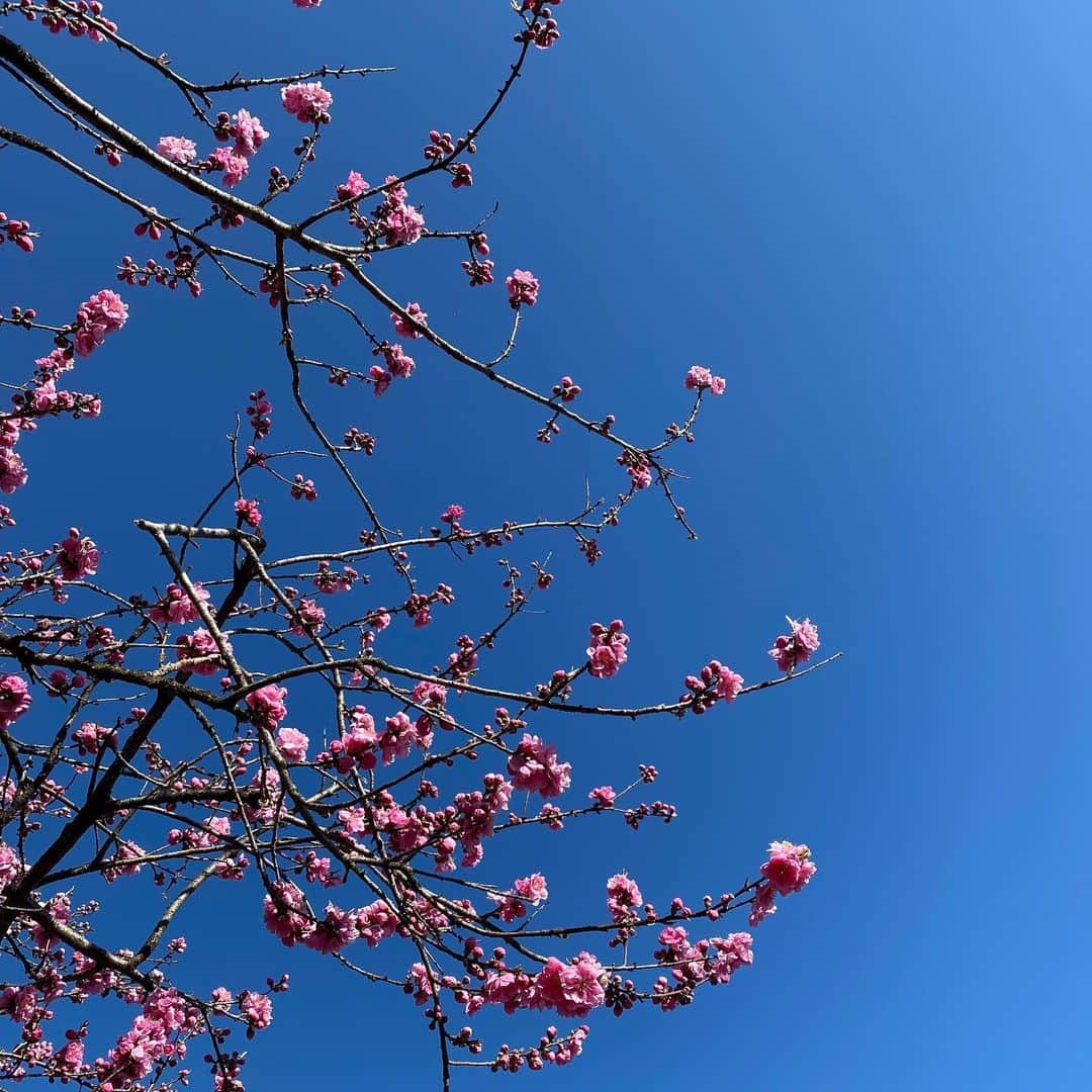 武藤乃子さんのインスタグラム写真 - (武藤乃子Instagram)「💐 3月のお花見。  #花桃」3月18日 16時38分 - muto_noriko.11