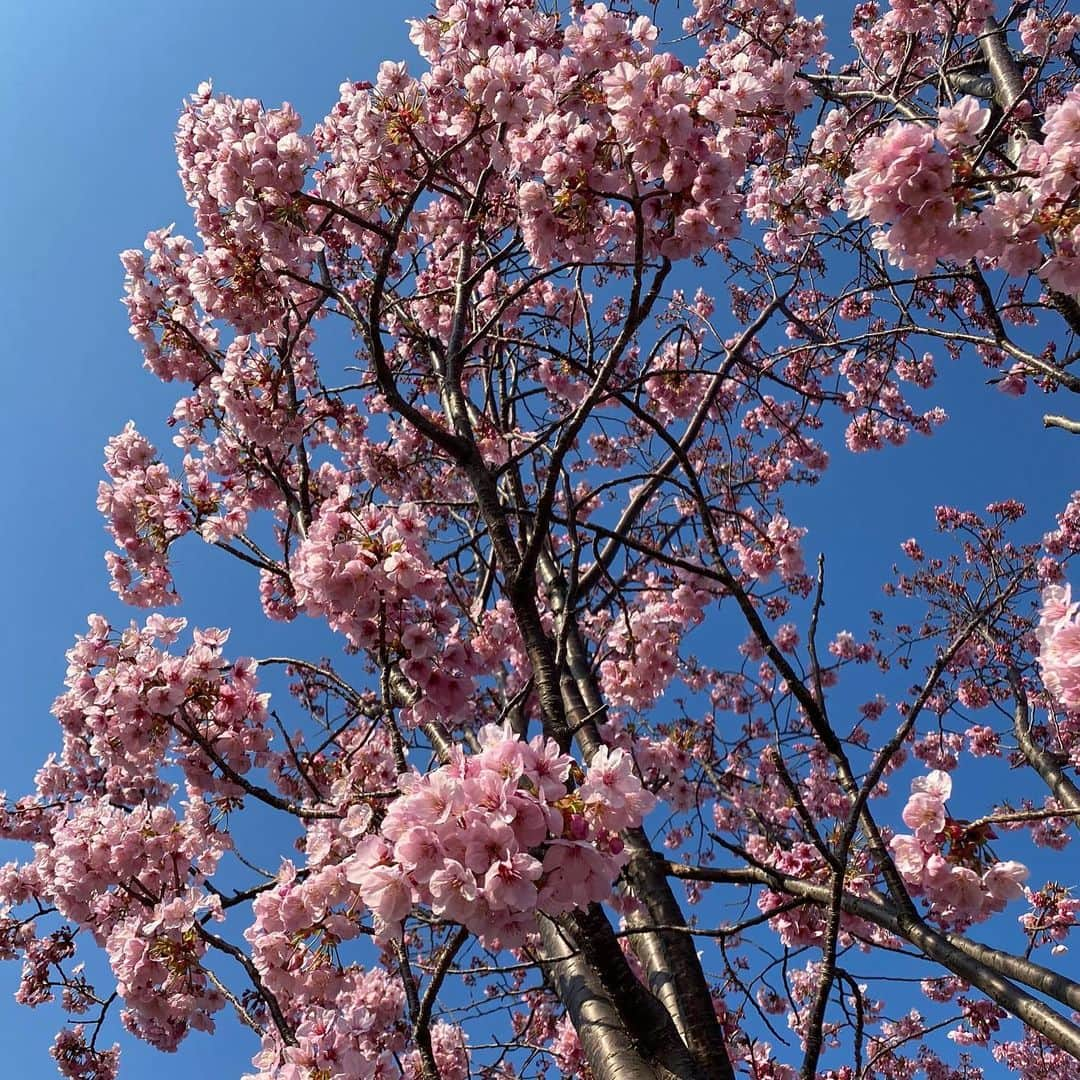 水木一郎さんのインスタグラム写真 - (水木一郎Instagram)「ウォーキングの途中で見事に咲いている桜をパシャリ。名前は陽光(ようこう)桜🌸ほかの桜はまだのようです。菜の花やオキザリス(黄色い花)など天気の良い日のウォーキングは気持ち良かったZ! #陽光桜  #菜の花  #オキザリス  #ウォーキング  #水木一郎」3月18日 16時49分 - ichiromizuki