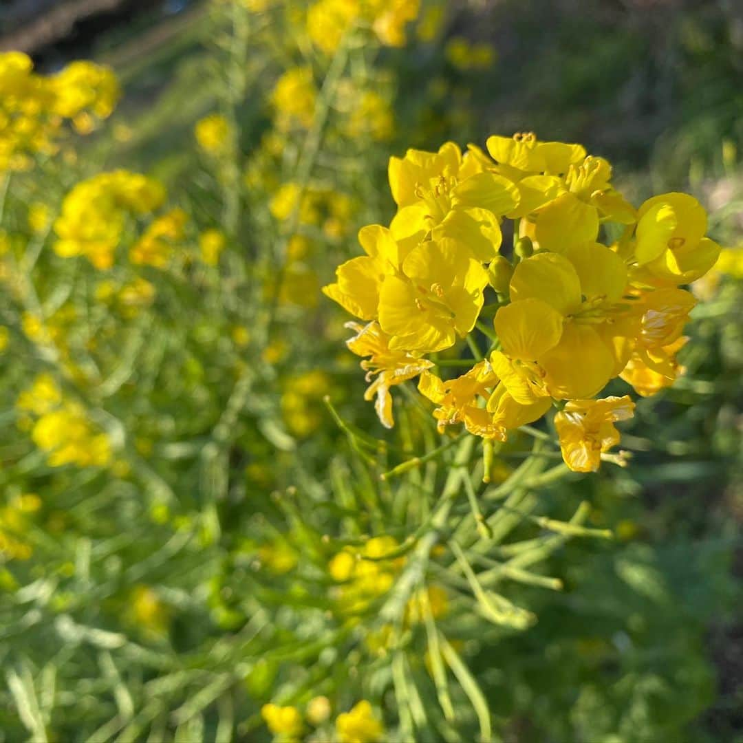 水木一郎さんのインスタグラム写真 - (水木一郎Instagram)「ウォーキングの途中で見事に咲いている桜をパシャリ。名前は陽光(ようこう)桜🌸ほかの桜はまだのようです。菜の花やオキザリス(黄色い花)など天気の良い日のウォーキングは気持ち良かったZ! #陽光桜  #菜の花  #オキザリス  #ウォーキング  #水木一郎」3月18日 16時49分 - ichiromizuki