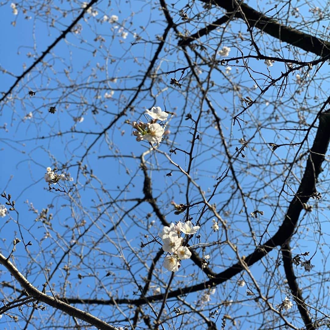 水木一郎さんのインスタグラム写真 - (水木一郎Instagram)「ウォーキングの途中で見事に咲いている桜をパシャリ。名前は陽光(ようこう)桜🌸ほかの桜はまだのようです。菜の花やオキザリス(黄色い花)など天気の良い日のウォーキングは気持ち良かったZ! #陽光桜  #菜の花  #オキザリス  #ウォーキング  #水木一郎」3月18日 16時49分 - ichiromizuki