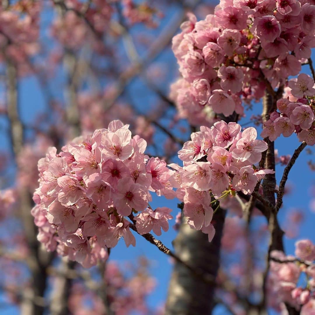 水木一郎さんのインスタグラム写真 - (水木一郎Instagram)「ウォーキングの途中で見事に咲いている桜をパシャリ。名前は陽光(ようこう)桜🌸ほかの桜はまだのようです。菜の花やオキザリス(黄色い花)など天気の良い日のウォーキングは気持ち良かったZ! #陽光桜  #菜の花  #オキザリス  #ウォーキング  #水木一郎」3月18日 16時49分 - ichiromizuki