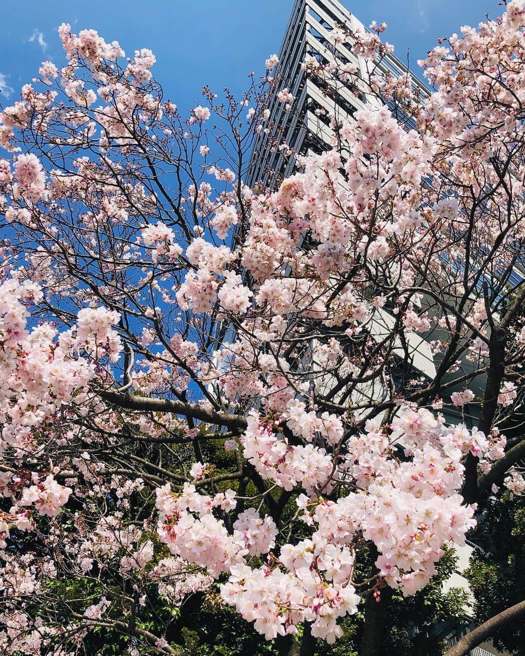 小栗左多里のインスタグラム：「暗いニュースは多いけど 外に出て見上げたら、咲いてた。花を見るだけで、なんでこんなに癒されるんだろう。今年も咲いてくれてありがとう。 #桜#春#風景#東京#綺麗#美しい#花#花のある生活#花のある風景#ピンク#今日の空#今日#開花#ありがとう#新宿#日本#国際結婚#漫画家 #flower#flowerstagram#cherry#cherryblossom#spring#tokyo#japan#shinjuku#today#beautiful」