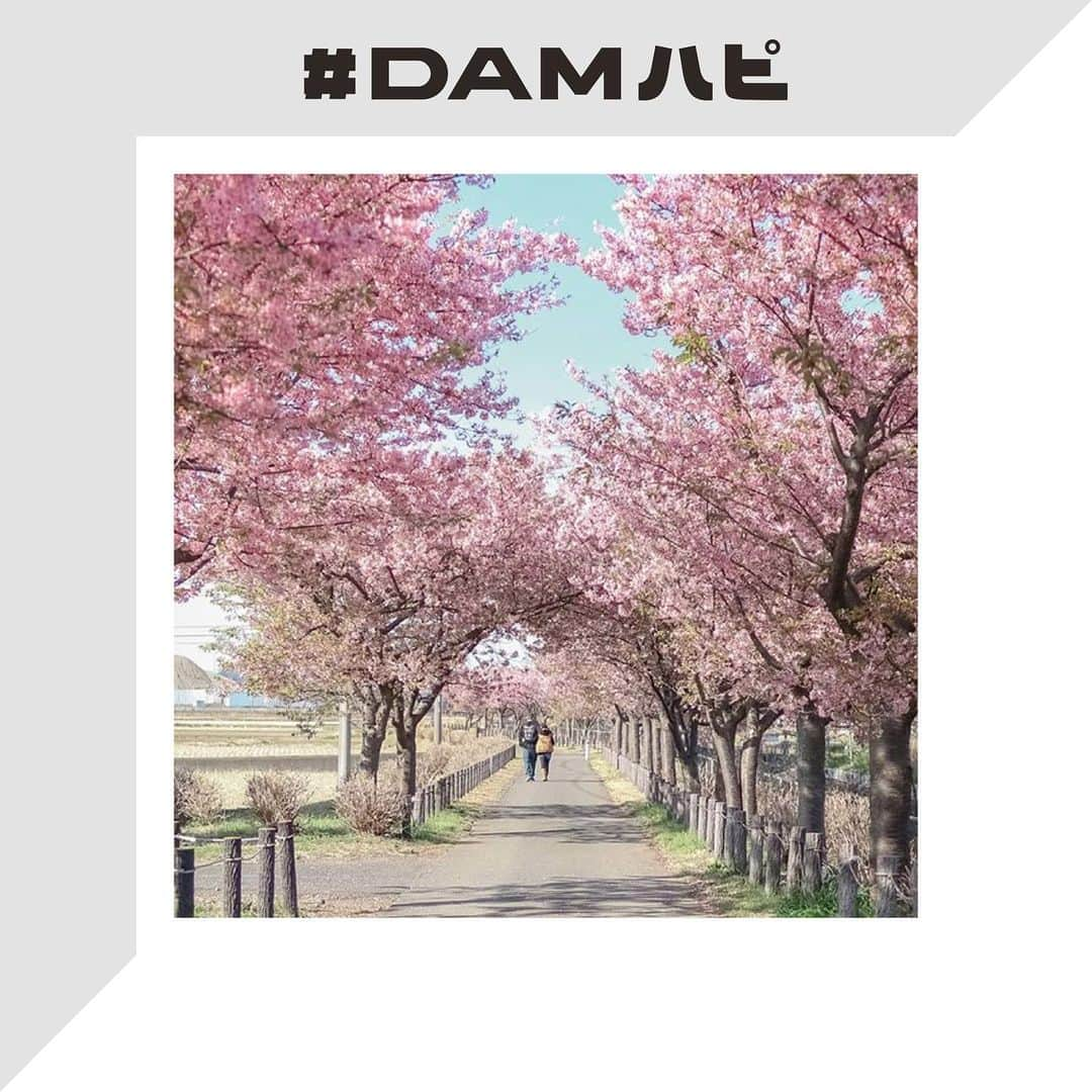 DAMチャンネルさんのインスタグラム写真 - (DAMチャンネルInstagram)「・﻿ ▽今週のDAMハピ△﻿ ﻿ みなさんの『 #DAMハピ 』な瞬間をお届け！﻿ 今回ご紹介するのは「春の写真」です🌸﻿ ﻿ ﻿ ___________________________﻿ ﻿ 1枚目： @mt.evaat__ さん﻿ ﻿ こんなにも綺麗な桜のアーチが身近にあるだなんて素敵です！﻿ つい見過ごしてしまう風景に目を向けることも大切ですね。﻿ ﻿ 【Caption pickup】﻿ 『ふたりを彩る木漏れ日色』﻿ 🌸﻿ Location: Kanagawa / Japan﻿ ﻿ 今年は人がたくさん集まるような桜の名所には﻿ 行けないかもしれないけれど、﻿ その分いつもは通りすぎてしまう身近な春色を﻿ 見つけられたらいいな。﻿ ___________________________﻿ ﻿ 2枚目：@shanya.chan.h さん﻿ ﻿ 満開の桜の下で笑うお子様とってもキュートです💓﻿ キャプションも家族との日々が綴られており思わずクスッとしてしまうエピソードでした！﻿ ﻿ 【Caption pickup】﻿ ﻿ 『口癖』﻿ ﻿ 「マジで」をどこで覚えたの？とは言いません﻿ パパがいつも言っている﻿ それをいつの間にかコピーして最近口癖にしてる🤭﻿ 言葉や表情から人の気持ちを理解してることに﻿ あぁ成長してるなーと一瞬ドキっとしたのに﻿ 締め括りがまさかの「マジで」だったことに﻿ ハッとさせられて感動が薄れた🤣﻿ ﻿ ___________________________﻿ ﻿ ﻿ 次回はどんなお写真が紹介されるのでしょうか！﻿ お楽しみに！﻿ ﻿ ー﻿ ﻿ #DAM #DAMCHANNEL #ダムカラ #DAMハピ ﻿ #DAMプレ #今週のDAMハピ #damstagram #オッケーDAM #LIVEDAM_Ai #OK_DAM﻿ ﻿ #投稿キャンペーン #プレゼントキャンペーン #プレキャン #インスタグラムキャンペーン #プレゼント企画 #キャンペーン実施中 #カラオケ好き #かぞくじかん #子供のいる暮らし #お出かけ #くらしを楽しむ #桜の季節 #桜 #春の季節 #満開 #桜並木 #お出かけ」3月18日 17時56分 - damchannel