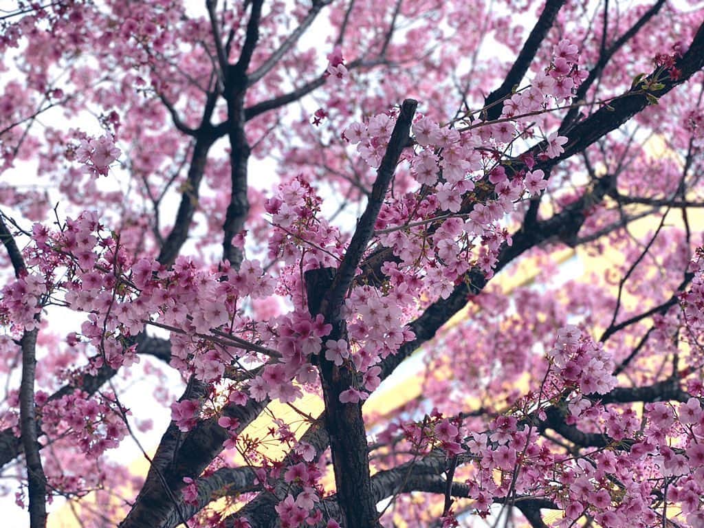 穂川果音さんのインスタグラム写真 - (穂川果音Instagram)「今日は横浜でも、桜の開花発表がありました🌸 東京に続き、今年の桜は早いです！！ 週末にかけて、気温が高い日が続くので、さらに桜の開花が進みそうですよ♪ 　#桜　#桜開花　#2020 #春　#spring」3月18日 18時06分 - hokawakanonn