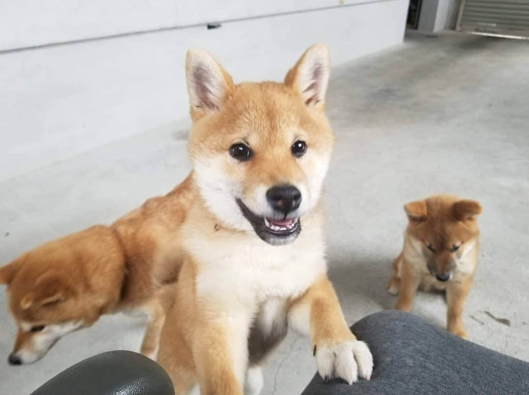 柴犬たま Shibainu Tamaさんのインスタグラム写真 - (柴犬たま Shibainu TamaInstagram)「楽しそう🐶🎵 * Caption trans🇬🇧 They look fun🐶🎵 * #たま家族 #柴犬ミケ #ミケママ #柴犬コイ #柴犬トロ #柴犬ウニ #おしゅし兄弟 #仲良しファミリー #仲良し兄弟 #笑顔 #たれみみ #首かしげ #かなりひし形 #ブサ顔 #柴犬 #shiba #shibainu #shibastagram #犬 #dog #柴犬子犬 #子犬 #shibapuppy #shibainupuppy #puppy #多頭飼い」3月18日 17時59分 - tama7653