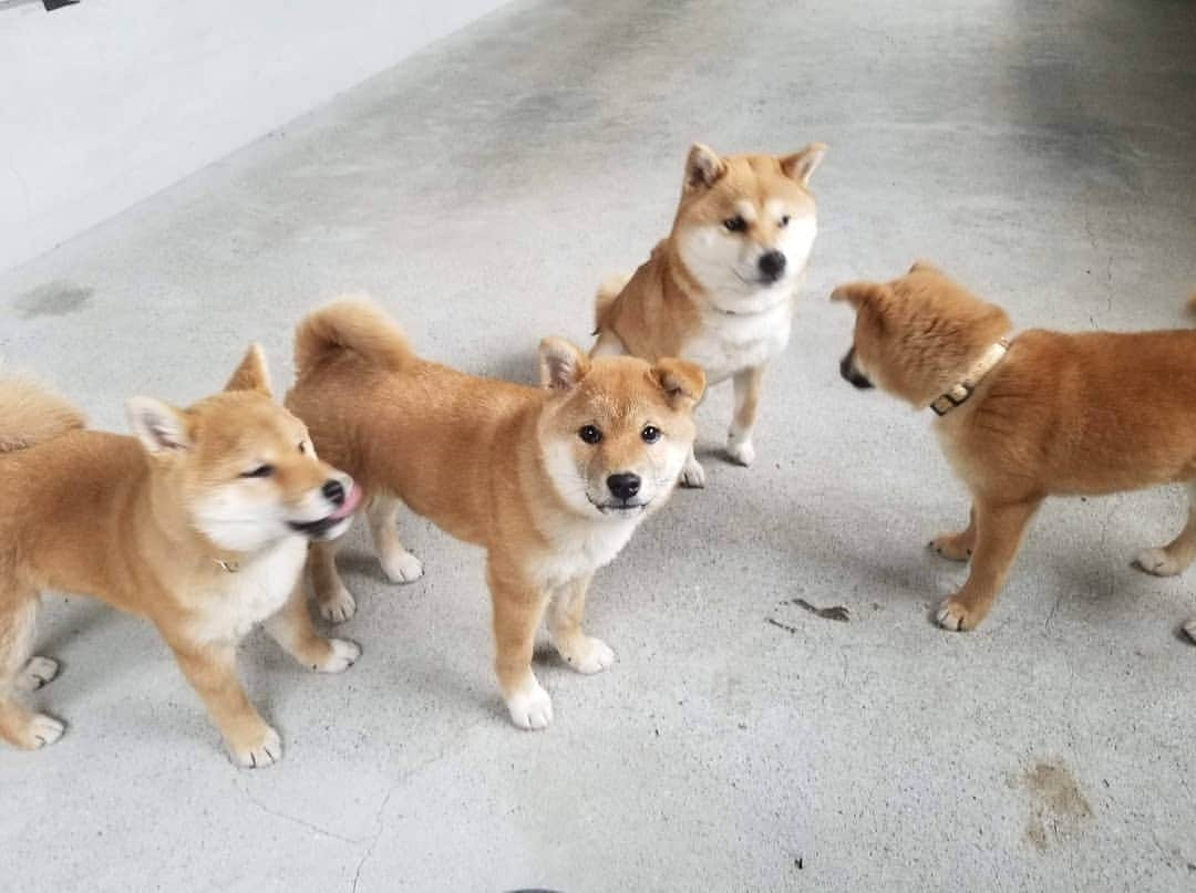 柴犬たま Shibainu Tamaさんのインスタグラム写真 - (柴犬たま Shibainu TamaInstagram)「楽しそう🐶🎵 * Caption trans🇬🇧 They look fun🐶🎵 * #たま家族 #柴犬ミケ #ミケママ #柴犬コイ #柴犬トロ #柴犬ウニ #おしゅし兄弟 #仲良しファミリー #仲良し兄弟 #笑顔 #たれみみ #首かしげ #かなりひし形 #ブサ顔 #柴犬 #shiba #shibainu #shibastagram #犬 #dog #柴犬子犬 #子犬 #shibapuppy #shibainupuppy #puppy #多頭飼い」3月18日 17時59分 - tama7653