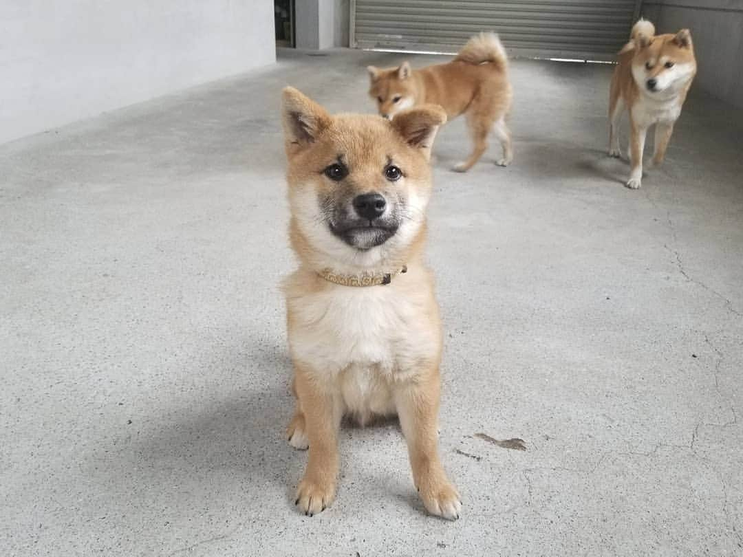 柴犬たま Shibainu Tamaさんのインスタグラム写真 - (柴犬たま Shibainu TamaInstagram)「楽しそう🐶🎵 * Caption trans🇬🇧 They look fun🐶🎵 * #たま家族 #柴犬ミケ #ミケママ #柴犬コイ #柴犬トロ #柴犬ウニ #おしゅし兄弟 #仲良しファミリー #仲良し兄弟 #笑顔 #たれみみ #首かしげ #かなりひし形 #ブサ顔 #柴犬 #shiba #shibainu #shibastagram #犬 #dog #柴犬子犬 #子犬 #shibapuppy #shibainupuppy #puppy #多頭飼い」3月18日 17時59分 - tama7653