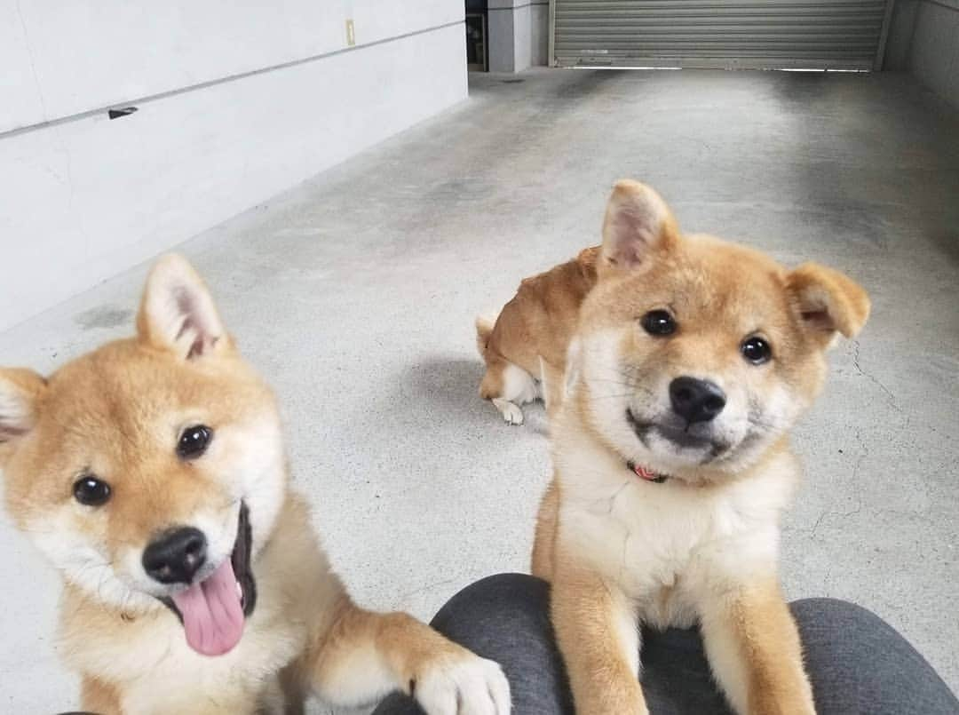 柴犬たま Shibainu Tamaのインスタグラム