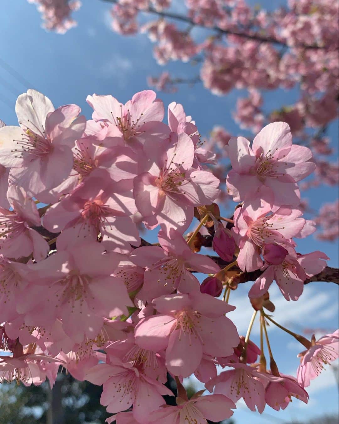 草野星華さんのインスタグラム写真 - (草野星華Instagram)「花見にこの前少し行ってきました🌸 . もう既に満開だったからびっくり、、😱 冬が早くて寂しいです😢☃️ 気持ちを明るくしてまた頑張ります🤍💗 .  #草野星華  #nicola  #桜」3月18日 18時25分 - ykys410