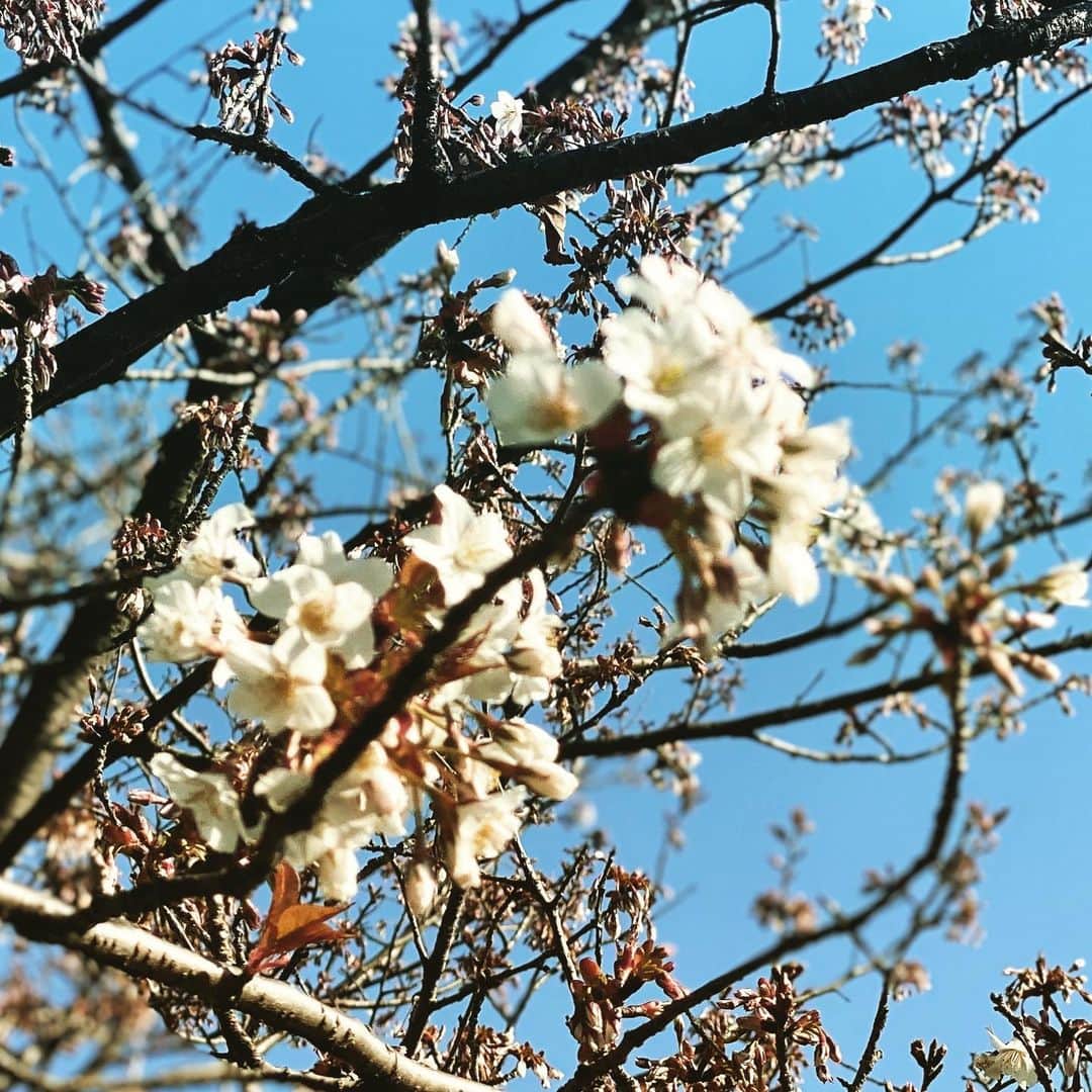 Saschaさんのインスタグラム写真 - (SaschaInstagram)「#桜 2020.3.18  #cherryblossom #tokyo #japan #spring #春 #花見 #東京 #花 #日本」3月18日 18時31分 - sascha348