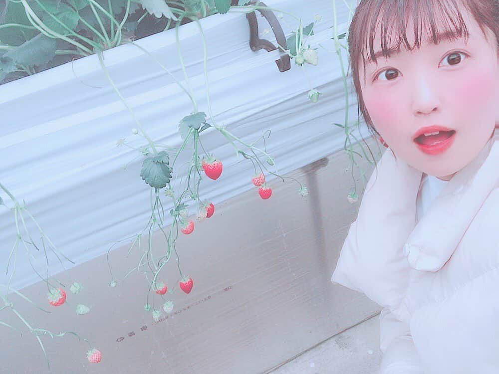 惣田紗莉渚さんのインスタグラム写真 - (惣田紗莉渚Instagram)「アプリで撮ったら なんかすごいほわほわーって 加工になった🌸 #いちご #strawberry」3月18日 18時40分 - sarisari0118