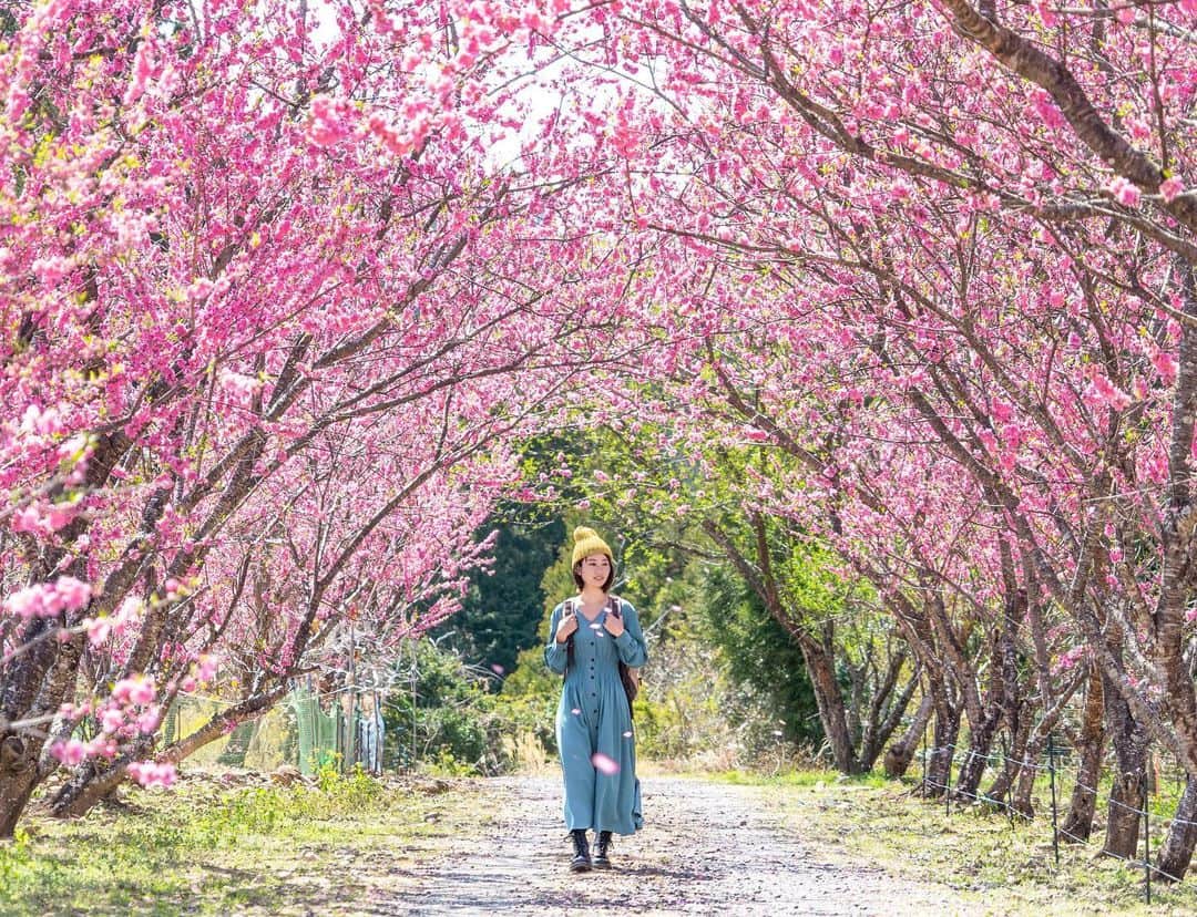 詩歩さんのインスタグラム写真 - (詩歩Instagram)「🌸﻿ ﻿ Such a beautiful row of peach flowers in Hamamatsu-city. At first, this flower looks like cherry blossoms.But this is a peach that has been bred to cherish the flowers, and is characterized by a deep pink color. At the "Hana-Momo no Sato Garden" in Tenryu-ku, Hamamatsu City, about 500 peaches planted by local volunteers from several years ago have created a pink tunnel. The Hana-Momo Festival has been canceled this year, but the flowers were blooming beautifully without knowing that. There is also a natural wine cellar (Hamamatsu wine cellar) using a waste tunnel near the entrance, so be sure to stop by!﻿ ﻿ 🌸﻿ ﻿ ﻿ こんな見事なハナモモ並木が、浜松にあったなんて😳﻿ ﻿ 一見サクラの見えるこの花、実は桜じゃなくて「ハナモモ」。﻿ ﻿ 花を愛でるように品種改良された桃で、濃いピンク色が特徴的な花です。﻿ ﻿ 我が地元・浜松市の天竜区にある「花桃の里ガーデン」では、地元有志の方が数年前から植えた約500本の桃がピンク色のトンネルを作っています🌸﻿ ﻿ 近くまで来たことはあったけど、こんなキレイな場所があったなんて…！﻿ ﻿ 花桃まつりは今年は中止になってしまったけど、花はそんなことも知らずに美しく咲いていました😌🌸﻿ ﻿ 会場付近には、廃トンネルを活用した天然ワインセラー（ #浜松ワインセラー ）もあるので、ぜひ立ち寄ってね〜🍷﻿ ﻿ ﻿ 📷15th Mar 2020 shot by @mori_keke﻿ 📍花桃の里ガーデン／静岡県浜松市﻿ 📍Hanamomo no Sato Garden／Shizuoka Japan﻿ ﻿ ﻿ ©︎Shiho/詩歩﻿」3月18日 18時56分 - shiho_zekkei