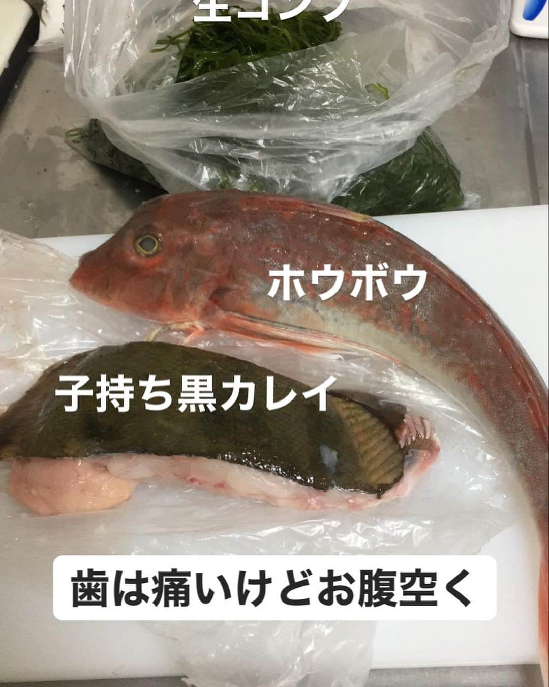 森薗政崇のインスタグラム：「ホウボウと子持ちカレイ #魚　#ホウボウ　#カレイ」