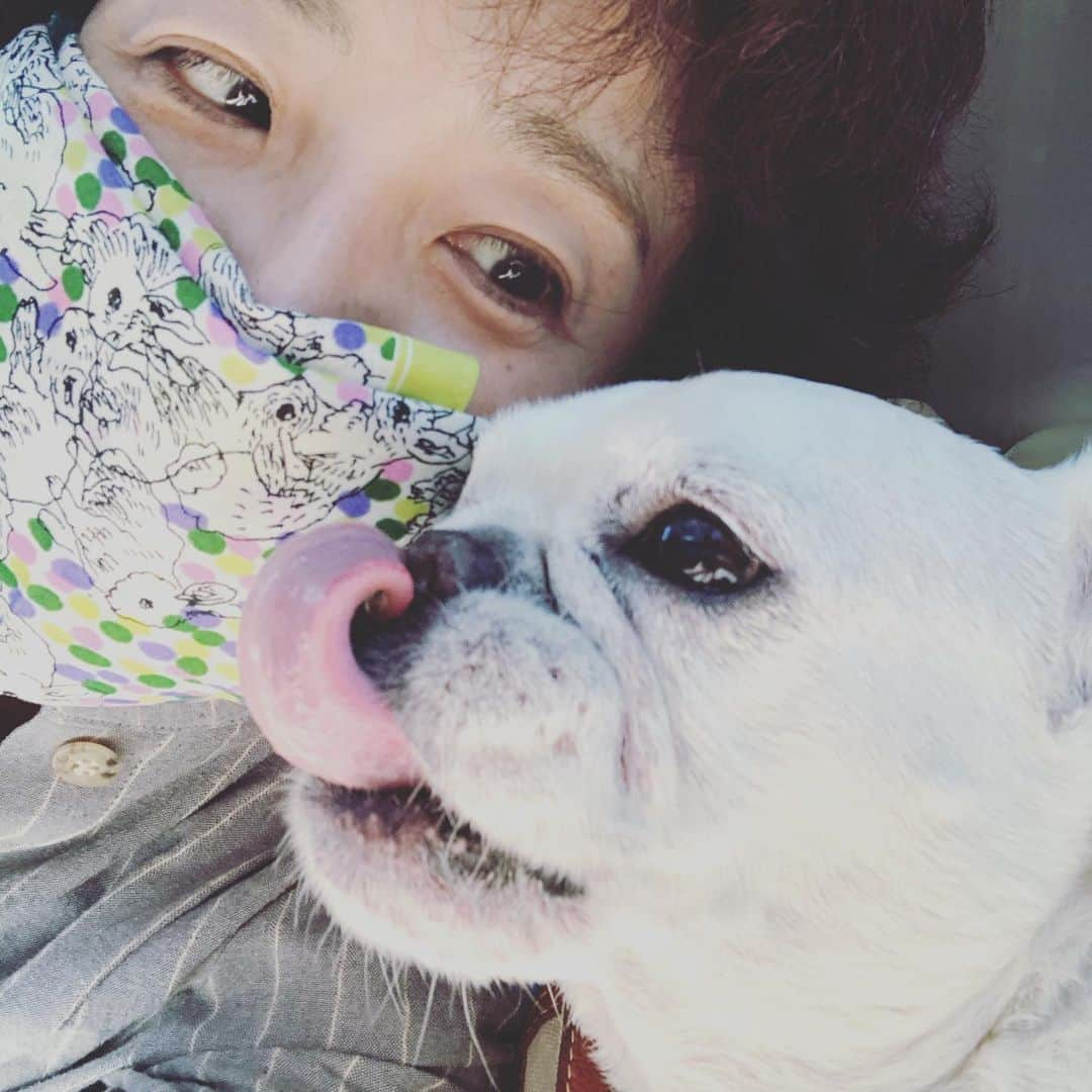 藤田朋子さんのインスタグラム写真 - (藤田朋子Instagram)「ぶうちゃんが抜糸しました🌈  #frenchbulldog #ふれぶる #ふれんちぶるどっぐ #フレンチブルドッグ #藤田朋子 #芸能人 #耳垢腺癌 #抜糸 #動物高度医療センター #珍しい癌 #老犬 #犬の病気　#cancer #sergery  #ear #dog」3月18日 19時17分 - chiendormant