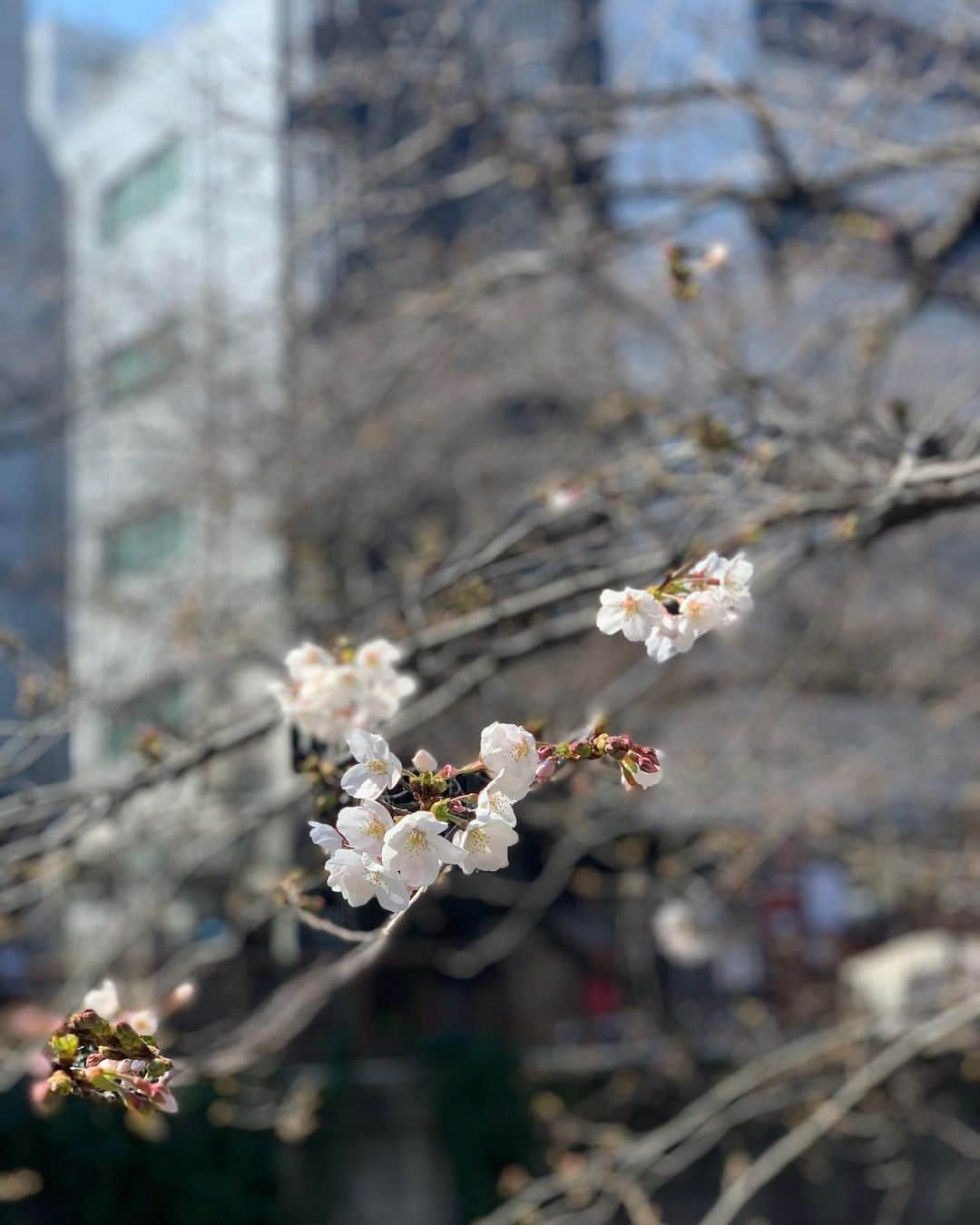 福西崇史さんのインスタグラム写真 - (福西崇史Instagram)「. 桜🌸咲き始め… . 満開はたしかにいい✨ これから、頑張って咲いていくのも悪くない✨ . 今にもBGM流れてきそうだよ…笑 . #桜 #咲き始め #ポートレートおじさん #発動 #中目黒 #目黒川 #bgm #コブクロ #森山直太郎 #他は？ #ınstagood #instaphoto」3月18日 19時24分 - takashi_fukunishi