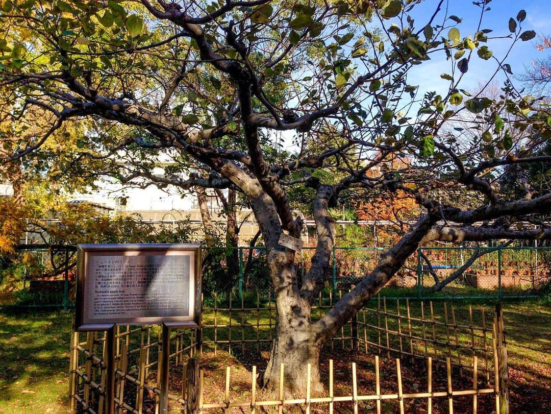 近藤研二さんのインスタグラム写真 - (近藤研二Instagram)「今週のEテレ2355はネコデミー賞発表ウィークと、おやすみソングとして僕が歌っている「小石川植物園に行ってみました」が流れているようです。今夜も流れるかな？写真は園内にあるニュートンのリンゴの木。広大な敷地でそんなに人も多くない（※当社比）ので、こんな時に訪れるのもいいかと思います。おすすめです。  #小石川植物園 #小石川植物園に行ってみました」3月18日 19時28分 - kenjikond0