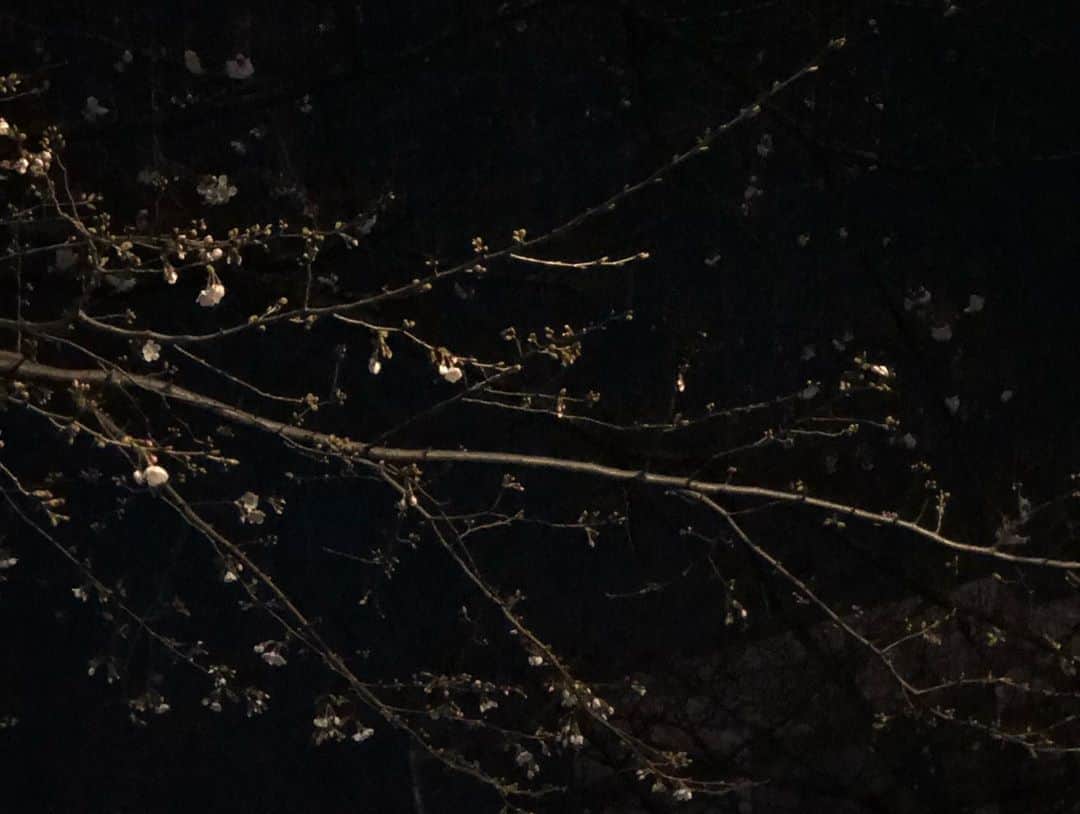 篠田麻里子さんのインスタグラム写真 - (篠田麻里子Instagram)「今日は暖かかったなぁ🌸 桜が咲いてきました🌸 早く春になぁれ😚  #夜桜#じゅりまり」3月18日 21時38分 - shinodamariko3