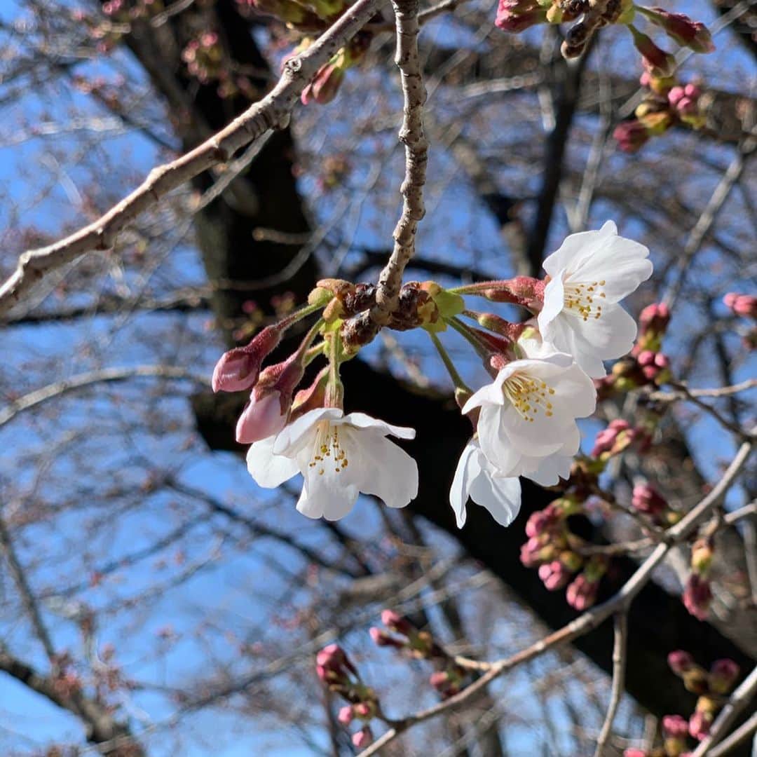 瑞羽奏都（水谷美月）さんのインスタグラム写真 - (瑞羽奏都（水谷美月）Instagram)「‪ボートレース桐生『みどり市発足１４周年記念市議会議長杯』3日目のピットリポート担当でした🚤 ﻿ ﻿ 📸ボートレース桐生のピット側の入り口近くに、桜の花道があるんです。去年の4月最初の節はここが満開でとっても綺麗でしたが、今年は開花が早いので…どうかしら？一箇所だけ咲いていて、ちょうど5輪だったので、開花宣言？🌸(笑)他はまだまだ蕾でしたが、まもなくっぽいので、今年は満開の時に見れないかも😢 ﻿ 今日は、昨日から気温がグッと上がり、前半は追い風5m前後吹いていたので、スタート難しそうでした。 1R〜3R、続けて万舟が出て…おおお？結果万舟券6本飛び出し、中穴も沢山のなかなか本命が来ない難しい一日でした😅6Rの企画レースはダブル万舟😱 そして、イン逃げは2本だけ…  今節は16号機の村岡賢人選手のモーターが本人はもちろん他の選手からも好評で、気象状況の変化も問題なさそうです！！今日は2着2本でしたが、道中の追い上げがかなり凄い印象でした😊 (前節は、幻の優勝戦1号艇の鳥居塚選手が乗ってました)  あとは、51号機のはぎちゃんこと萩原秀人選手も好調です✨今日の前半Rで展開不向きで6着が一つありますが、その他は全て1着のピンラッシュ！ 本人コメントも「整ってます！」との事です。ぜひご参考に👍  ちなみにこの2選手が、3日目終了時点で得点率トップタイです。 ﻿ ﻿明日は、更に気温が上がる予報なので、選手の皆さん、回転調整等合わせるのが大変そうですが…明日もぜひレースご期待下さい🎶  ちなみに、ボートレース桐生ではプレゼント企画実施中なんですが… まあ、なんと分かりやすい所にキーワードを出ます事(笑)若干引っ掛けてますし… でも、関谷さんも私も絶対それについて触れないwwないものとしてリポート続行ですけど、内心笑ってしまいそうで大変でした🤣 ﻿ #ボートレース #競艇 ﻿ #ボートレーサー ﻿ #桐生 #ボートレース桐生﻿ #ドラキリュウ #ナイターレース﻿ #桜 #開花 #開花宣言 ？ #水谷美月 #瑞羽奏都﻿」3月18日 21時54分 - mizuki.m_mizuha