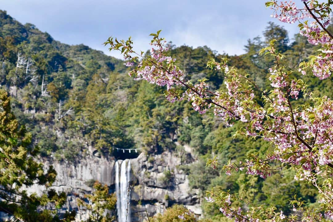 岡田ひとみ（ねんドル）さんのインスタグラム写真 - (岡田ひとみ（ねんドル）Instagram)「#桜#春#世界遺産#那智の滝#旅#写真#一眼レフ#cherryblossom #photoshoot#japan#japon#nachi#nachifalls#fall#worldheritage#kumano」3月18日 21時47分 - hitomi_nendol