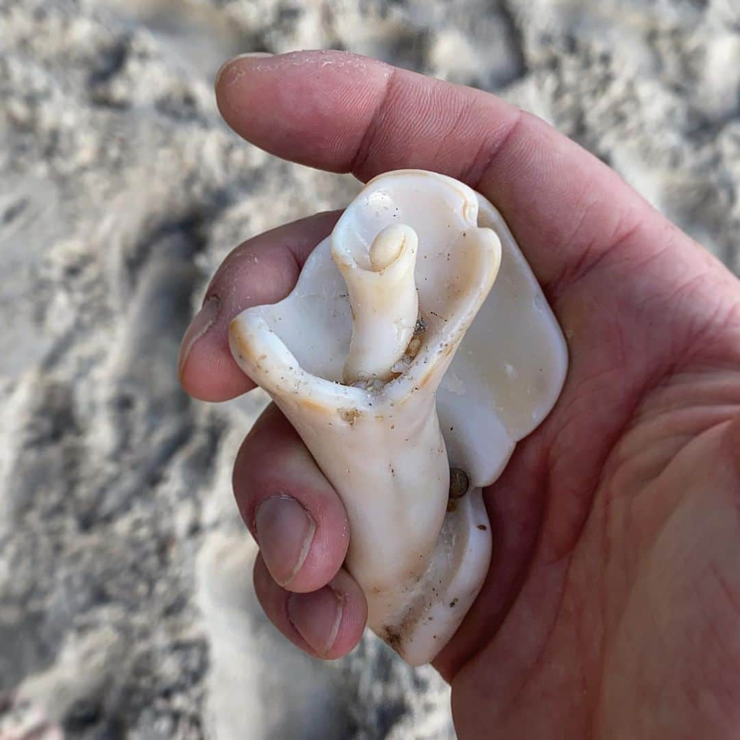 ルーク・エヴァンズさんのインスタグラム写真 - (ルーク・エヴァンズInstagram)「Even in its most broken form this shell is still beautlful. #Sunrise #beachwalks #mothernature #searose 🐚 🌹 🌊」3月18日 22時02分 - thereallukeevans