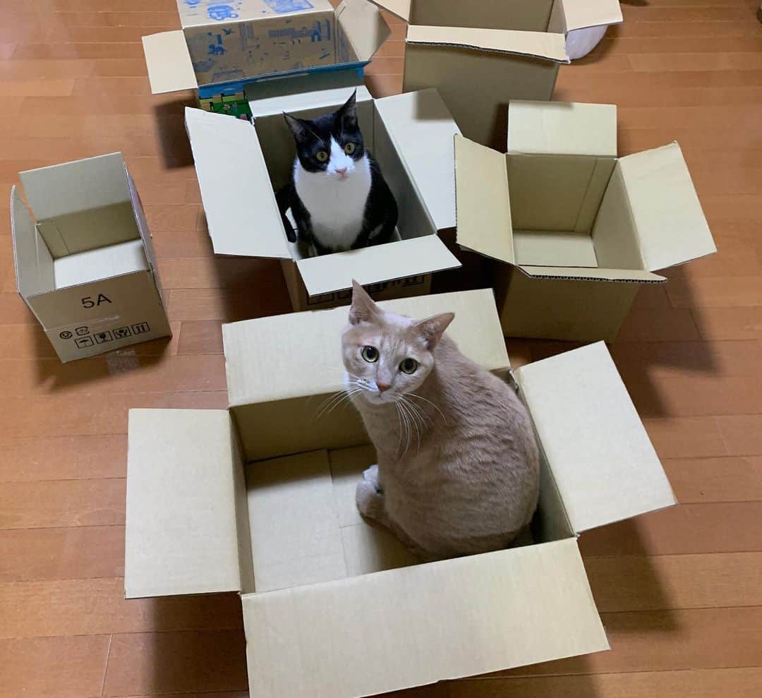 ひのき猫さんのインスタグラム写真 - (ひのき猫Instagram)「どれを選ぶかな？(^^) #ひのき猫 #ダンボール #cat」3月18日 22時41分 - hinoki.cute.kitten