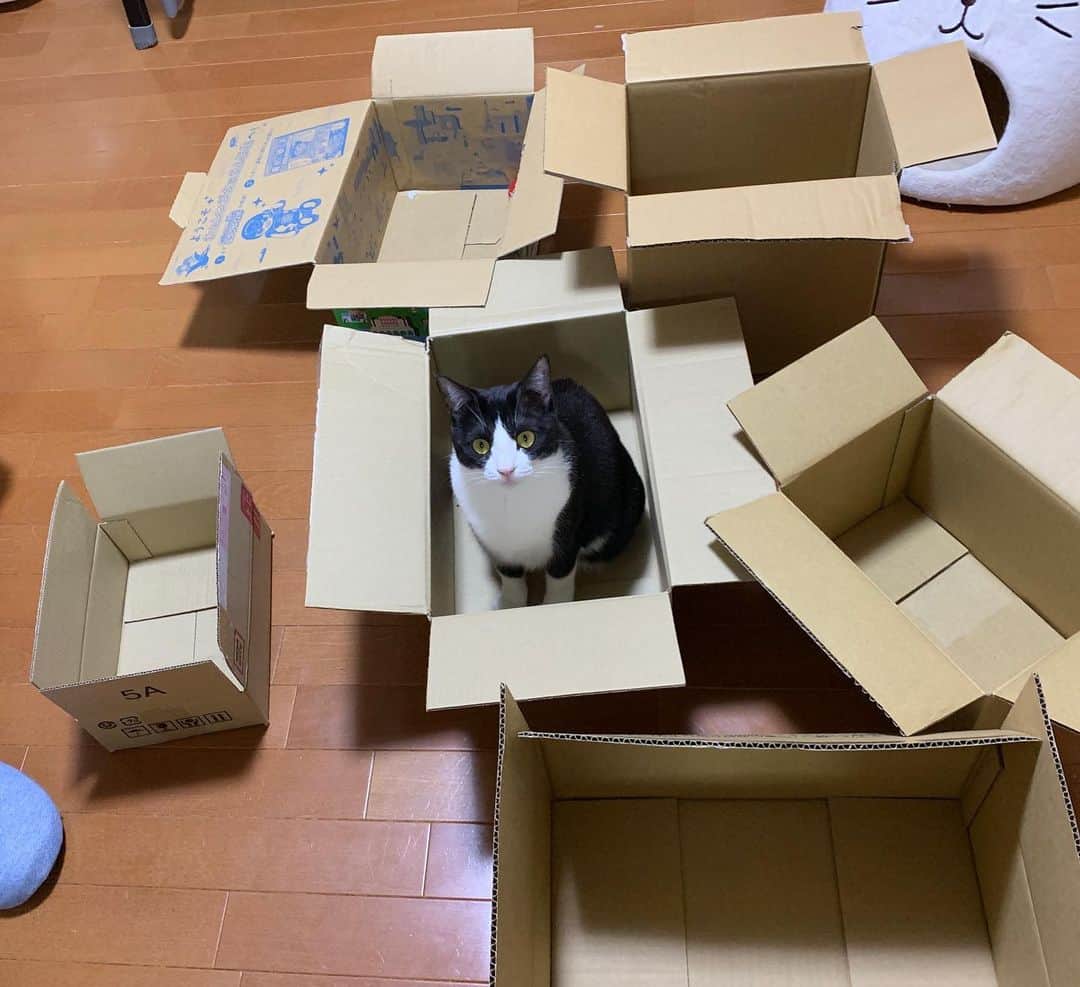 ひのき猫さんのインスタグラム写真 - (ひのき猫Instagram)「どれを選ぶかな？(^^) #ひのき猫 #ダンボール #cat」3月18日 22時41分 - hinoki.cute.kitten