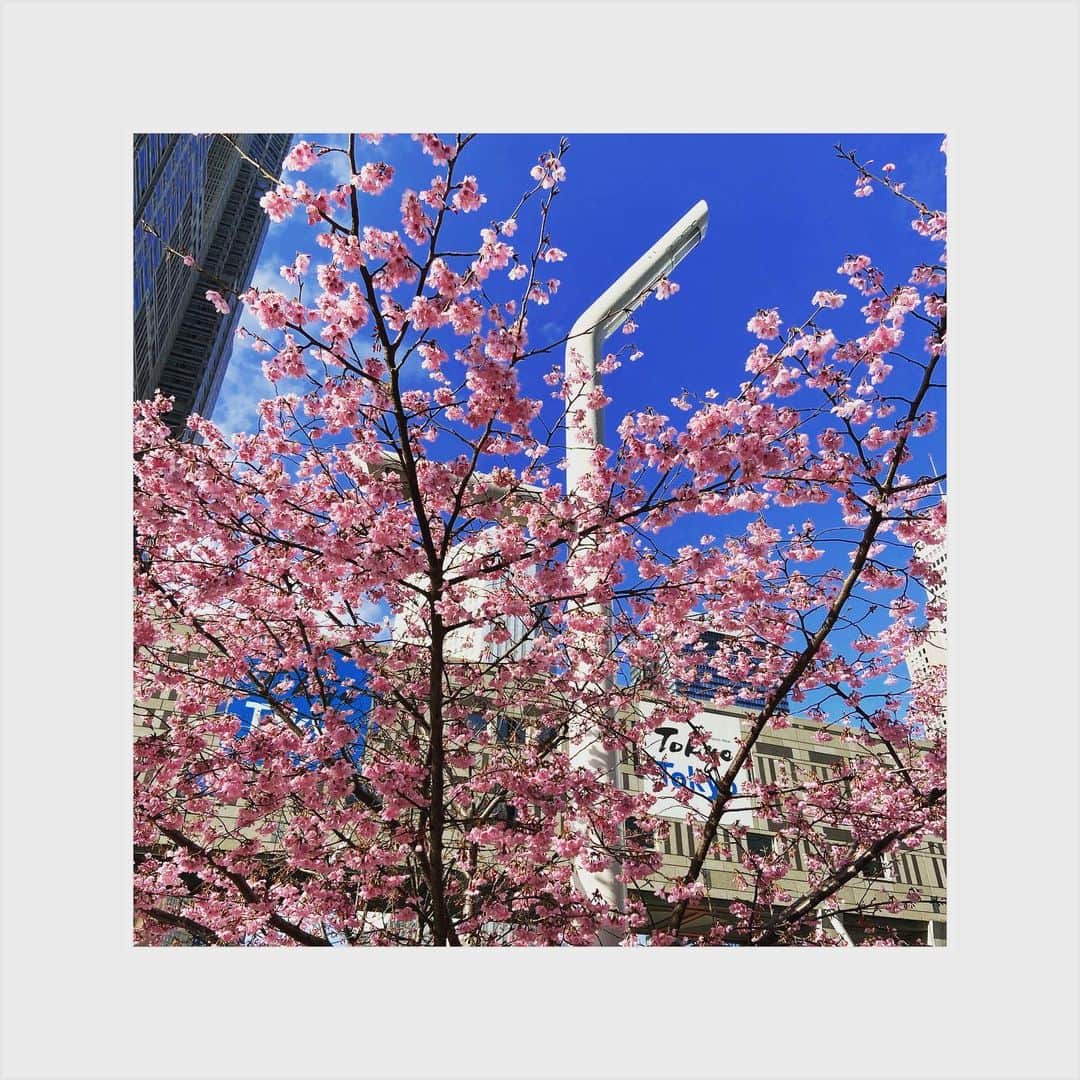 小林 ディスカスさんのインスタグラム写真 - (小林 ディスカスInstagram)「春近し👱🏾‍♂️🌸🌸🌸🏙 #tokyo #japan #springcomingsoon #春近し #sakura #桜 #都庁 #東京」3月18日 22時43分 - discus_kobayashi