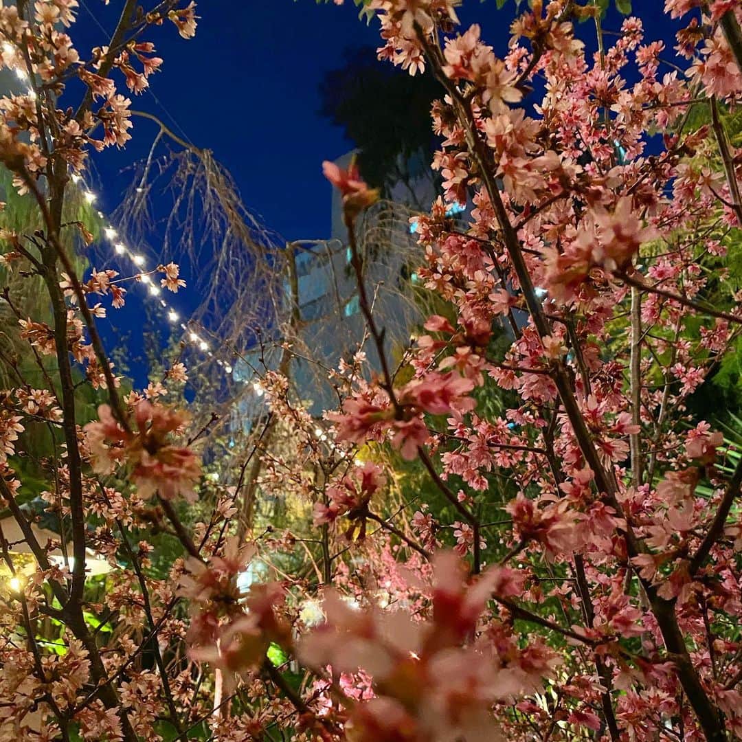 兼田恵さんのインスタグラム写真 - (兼田恵Instagram)「一足お先に少しだけお花見しながらご馳走🌸✨テラスしか空いてなかったけど、ストーブで全然寒くなかったわ。 オシャレやった…オシャレスポットやったよ…最高！！ #codekurkku #桜まつり」3月18日 23時23分 - earl_megu