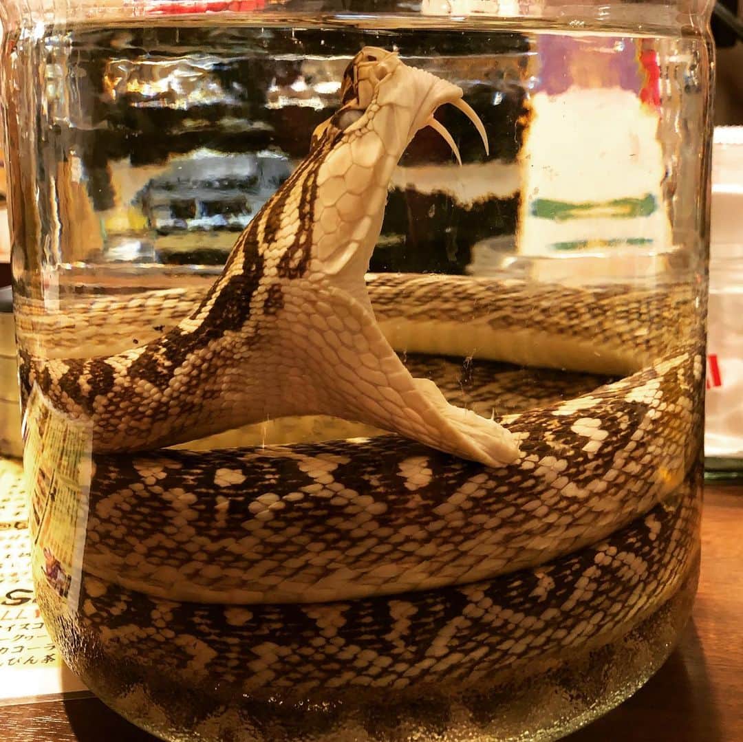 鷹木信悟さんのインスタグラム写真 - (鷹木信悟Instagram)「ハブ酒で免疫力を上げる...🔥🐉×🐍🔥」3月18日 23時26分 - takagi__shingo