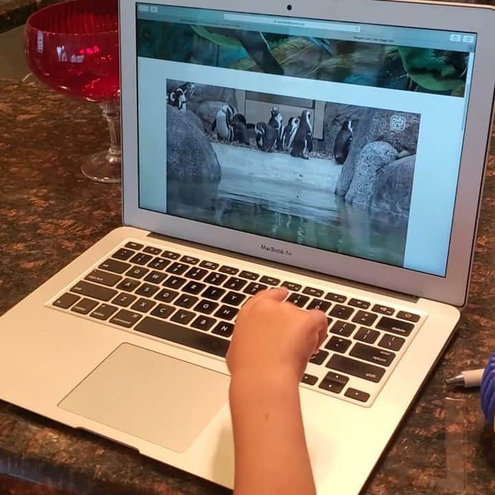 ペイジュ・マッケンジーのインスタグラム：「For those looking for something to do with the kids...San Diego zoo has live streaming! Not sure if they have a rino...but we will try」