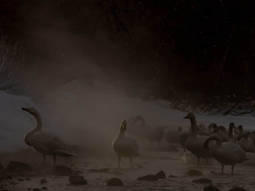 ナショナルジオグラフィックさんのインスタグラム写真 - (ナショナルジオグラフィックInstagram)「Photo by Michaela Skovranova @mishkusk | A quiet morning watching whooper swans warming themselves in thermal springs at Lake Kussharo, a caldera lake in Akan National Park.  #japan #nature #whooperswan #lakekussharo #naturelovestories」3月19日 3時37分 - natgeo