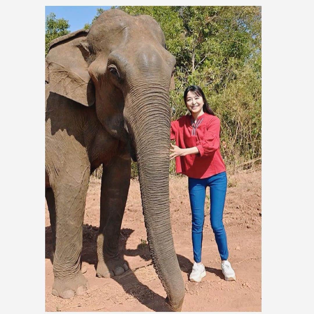 大桃美代子さんのインスタグラム写真 - (大桃美代子Instagram)「I met a protected elephant in Cambodia🇬🇧、 、  我在柬埔寨遇见了一只受保护的大象🇨🇳、 、  나는 캄보디아에서 보호되는 코끼리를 만났습니다🇰🇷 、、 カンボジアで象に出会いました。  モンドルキリで保護されている象。  背中に乗せたりすることは、動物保護の観点から世界的に禁止になっているそう。  ストレスフリーな山での生活に  優しく穏やかな象🐘でした。  へっぴり腰は、スルー🤣  カンボジアは中国資本が入って、  リゾート開発で木が伐採されていて問題になっていました。  急激な開発は、自然災害につながり、文化までかえてしまいます。  #gopro欲しい  photo by Chigusa Takashima #カンボジア#モンドルキリ#象#自然保護##FAMTrip #Cambodia #KingdomofWonderFeeltheWarmth #アジア好きな人と繋がりたい #タビジョ#genic_mag #funtotrip#シェムリアップ#プノンペン#gopro欲しい#一歩先を歩く#アジア象」3月19日 4時14分 - miyoko_omomo