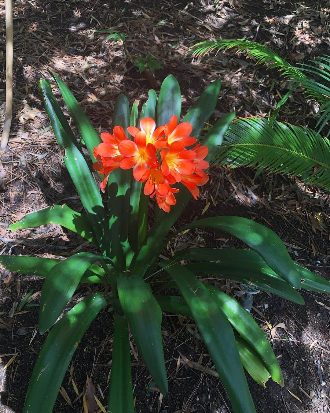 トーヴ・ローさんのインスタグラム写真 - (トーヴ・ローInstagram)「How’s quarantine life for you guys? I’m slowly loosing my mind. Haven’t left the house since I got back from London last week. Doing my part. I found this new pretty flower in my backyard (swipe for pretty). In the middle of all of this I’m also releasing a magical new tune on Friday... it feels kinda weird but maybe it’s good cause you guys can use it as an inner escape through dancing? #imcoming」3月19日 4時27分 - tovelo