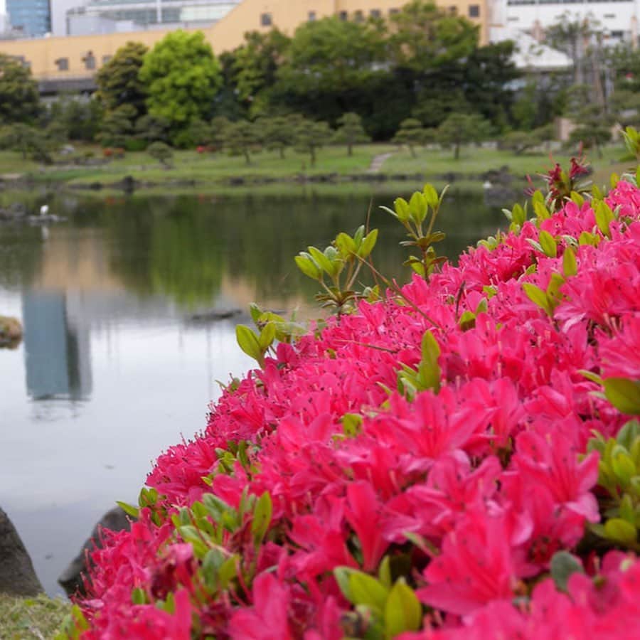 レッツエンジョイ東京さんのインスタグラム写真 - (レッツエンジョイ東京Instagram)「.﻿ ✩★------------------﻿ 桜だけじゃない！﻿ 春のお花畑スポット﻿ ------------------✩★﻿ ﻿ 📷国営昭和記念公園（1，2枚目）﻿ クリスマスローズに始まり、桜、菜の花、チューリップ、ネモフィラ、シャーレーポピーなどが順に見頃を迎え、色とりどりの開花リレーが楽しめます🌷﻿ ﻿ 📷亀戸天神社（3枚目）﻿ 15棚50株ある藤棚は江戸時代から“亀戸の五尺藤”や“亀戸の藤浪”と呼ばれ、東京きっての藤の名所として古くから人々に親しまれています😯﻿ ﻿ 📷旧芝離宮恩賜庭園（4枚目）﻿ 国の名勝に指定されている大名庭園で、色鮮やかなツツジや香り豊かな藤を堪能するお花見デートはいかが？✨﻿ ﻿ 📷総合レクリエーション公園（5枚目）﻿ 4つの噴水を持つ花いっぱいの洋風庭園「フラワーガーデン」。春と秋には、美しいバラが咲き広がります。春バラの見頃は例年5月初旬から中旬にかけて🌹﻿ ﻿ 📷六義園（6枚目）﻿ 例年3月下旬に満開の花を咲かせるしだれ桜はもちろんですが、4月中旬から見頃を迎えるツツジも見どころいっぱいです👏﻿ ﻿ 詳細はアカウントトップから﻿ 👉@lets_enjoytokyo ﻿ ﻿ ﻿ #春 #お花畑 #花畑 ﻿ #フラワーフェス﻿ #チューリップ #ポピー﻿ #ポピー #つつじ﻿ #風景写真 #お花デート﻿ #春の風景 #藤　#バラ﻿ #春が好き #春が来た﻿ #おでかけスポット ﻿ #デートスポット﻿ #デート #のんびりデート ﻿ #休日の過ごし方 ﻿ #お散歩 #おさんぽ #さんぽ﻿ #昭和記念公園 #国営昭和記念公園﻿ #六義園 #亀戸天神社 ﻿ #旧芝離宮恩賜庭園﻿ #総合レクリエーション公園﻿」3月19日 14時33分 - lets_enjoytokyo