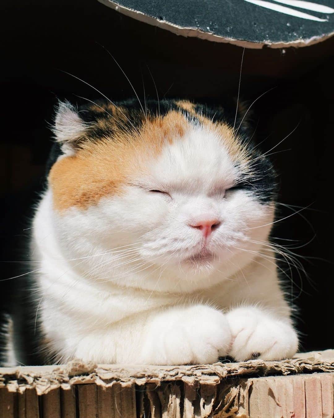 sancheloveさんのインスタグラム写真 - (sancheloveInstagram)「しぶい顔して#日向ぼっこ 。うららさんはフロント崩壊した#ウォークスルーボックス のヘビーユーザーでなかなか捨てられず。。 #kitty#catstagram#catstagram_japan#petstagram#picneko#instacat#meow#catoftheday#catofworld#ilovemycat#funnycat#猫#ねこ#にゃんこ#みんねこ#にゃんだふるらいふ#ふわもこ部#にゃんこ#PECOねこ部#ねこまみれ#ねこ休み展#munchkin#calico#scottishfold#マンチカン#ねこのいる暮らし Urara」3月19日 14時51分 - sanchelove