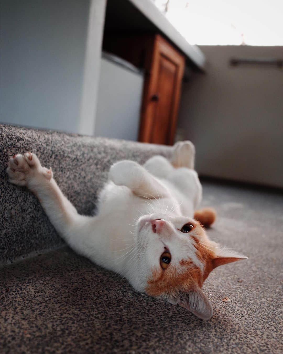 桃生亜希子さんのインスタグラム写真 - (桃生亜希子Instagram)「🐈🐈🐈 最初の猫が、ナナ。 旦那さんにずっと甘えて付いてきた子。 #hoshihanavillage」3月19日 14時59分 - pinokosugar