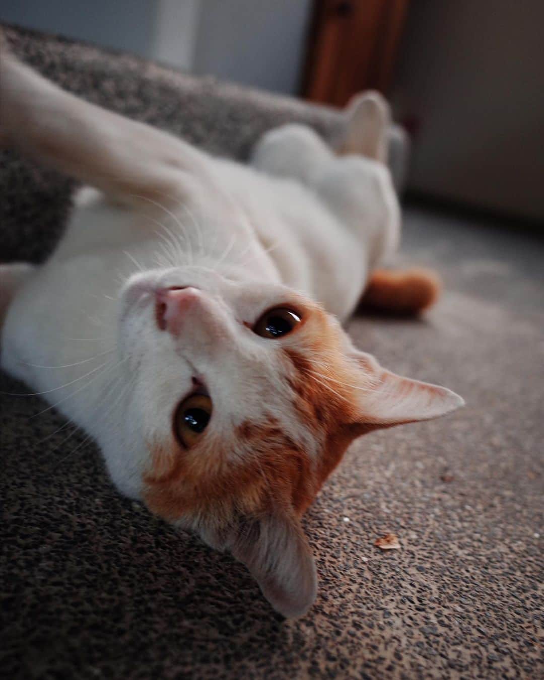 のインスタグラム：「🐈🐈🐈 最初の猫が、ナナ。 旦那さんにずっと甘えて付いてきた子。 #hoshihanavillage」
