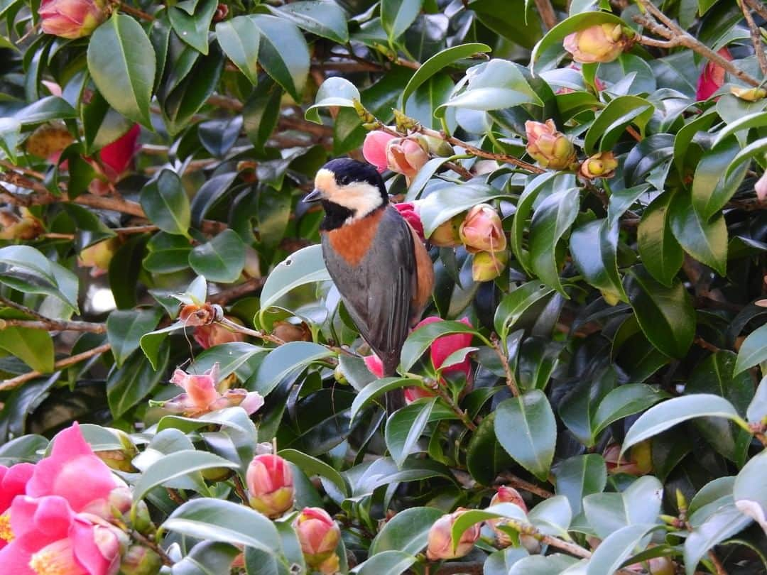 日本の国立公園さんのインスタグラム写真 - (日本の国立公園Instagram)「Photo by @ashizuri_uwakai_np⠀ Follow: @nationalpark_japan⠀ Location: Cape Ashizuri/足摺岬⠀ .⠀ There was a hint of spring in the air of March, but the winter-blooming camellias were still at their best on Cape Ashizuri. The twittering little birds were hopping from flower to flower to devour the nectar.⠀ .⠀ On our Instagram, we will also share wonderful photos of National Parks of Japan posted on Instagram with the tag #nationalparksjp. We look forward to your participation!⠀ .⠀ #AshizuriUwakaiNationalPark #足摺宇和海国立公園 #愛媛県 #高知県⠀ .⠀ #NationalPark #nationalparks #nature #findyourpark #instafollow #japan #landscape #landscape_lovers #ourplanetdaily #landscapephotography #hiking #outdoors #traveling #travel #explore #visitjapanjp #日本 #國家公園 #일본 #국립공원 #国立公園」3月19日 15時00分 - nationalpark_japan