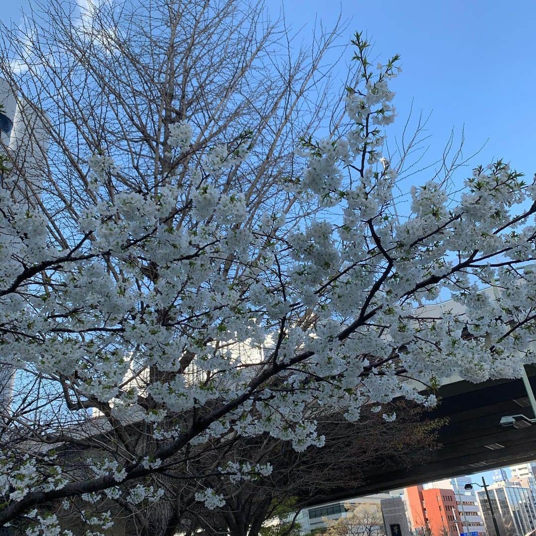飲食店繁盛会さんのインスタグラム写真 - (飲食店繁盛会Instagram)「笠岡です。今日は名古屋とのzoomコンサルの後、珍しく茅場町。天気が気持ちいいです。桜も超満開。 ＃飲食店繁盛会　＃飲食店コンサルタント」3月19日 15時35分 - hanjoukai