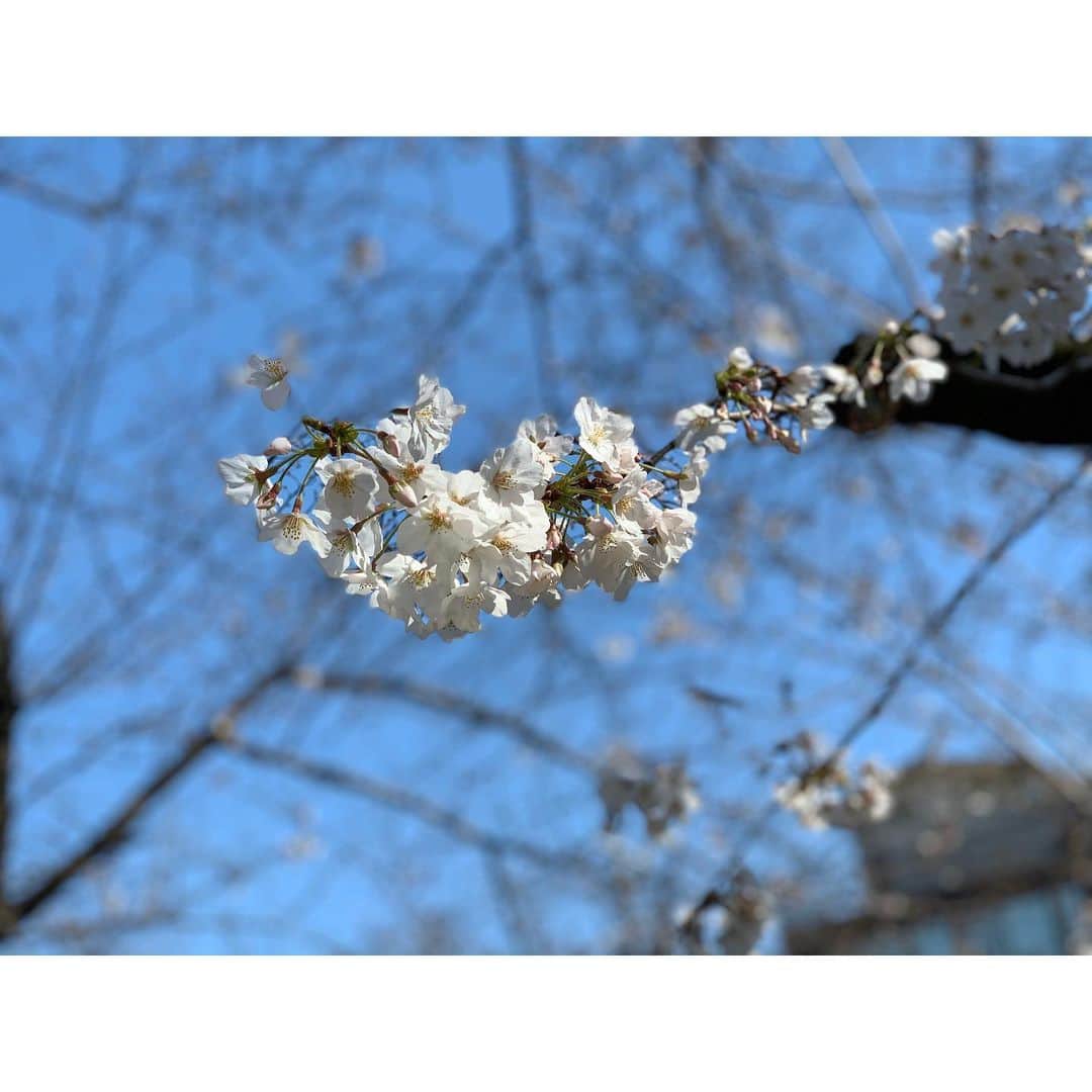 HRK（ハル）さんのインスタグラム写真 - (HRK（ハル）Instagram)「早咲きじゃない桜も咲いて来たね🌸 今年はお花見も出来ないのかな😅 でもやっぱり綺麗なモノは綺麗ねー🍡  #桜 #cerryblossom  #HARU #大堀治樹 #dance #vocal #live #love #Japan #followme」3月19日 15時44分 - hrkharu