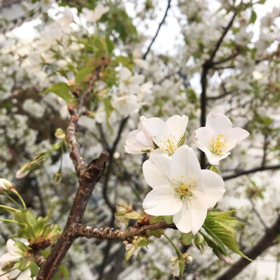 田中琴乃さんのインスタグラム写真 - (田中琴乃Instagram)「🌸 ・ ・ #桜  #🌸」3月19日 7時01分 - tanakakotono