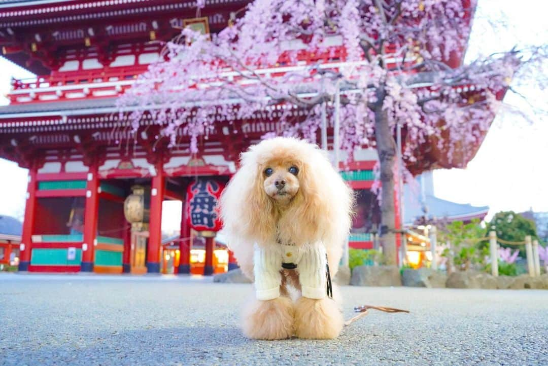 Toypoodle Mikuru?Asakusa Tokyoのインスタグラム