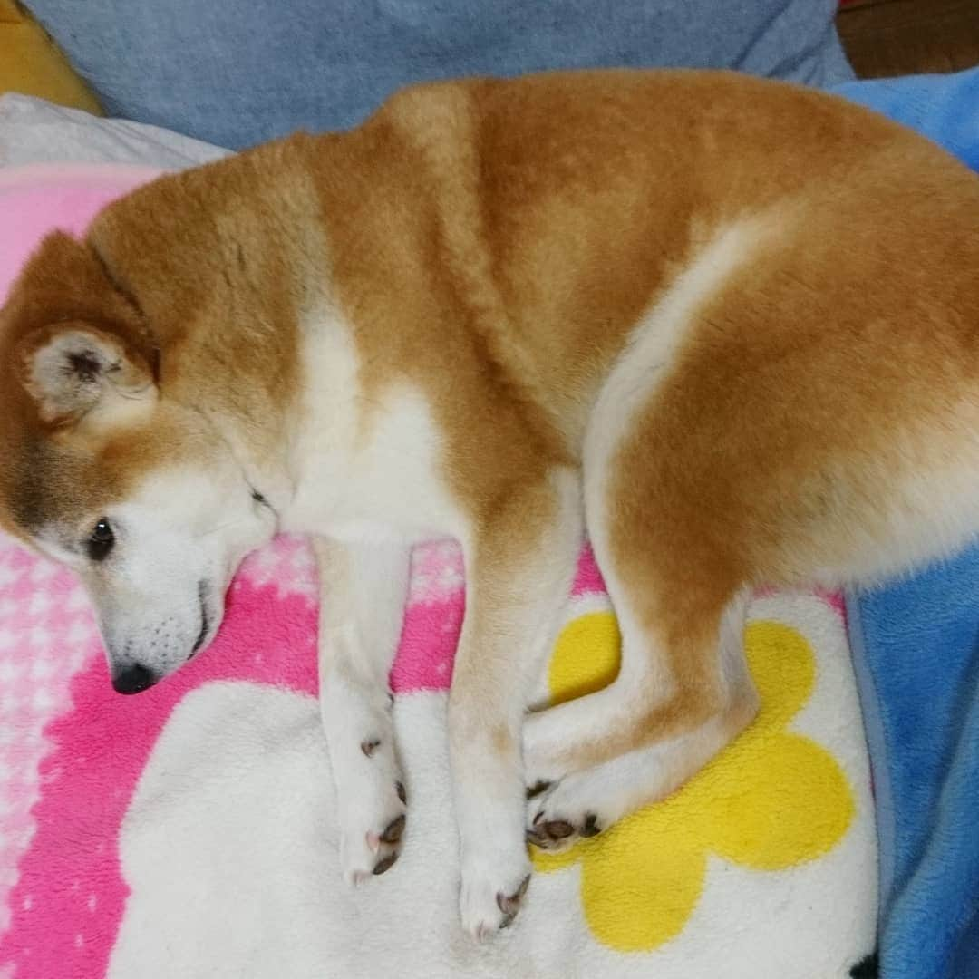 柴犬⭐️サスケさんのインスタグラム写真 - (柴犬⭐️サスケInstagram)「おはわん #やっと一緒に寝れた#柴犬#赤柴#犬ら部#わんだフォ#ふわもこ部#柴北会#北海道#茶助#pecoいぬ部 #shibagram #shibasnap #🐶#🐶📷」3月19日 7時17分 - shiba20150405