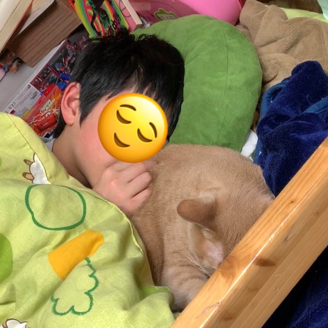 ひのき猫さんのインスタグラム写真 - (ひのき猫Instagram)「一緒に寝てました(-_-)zzz #ひのき猫 #ひのき #cat」3月19日 7時24分 - hinoki.cute.kitten