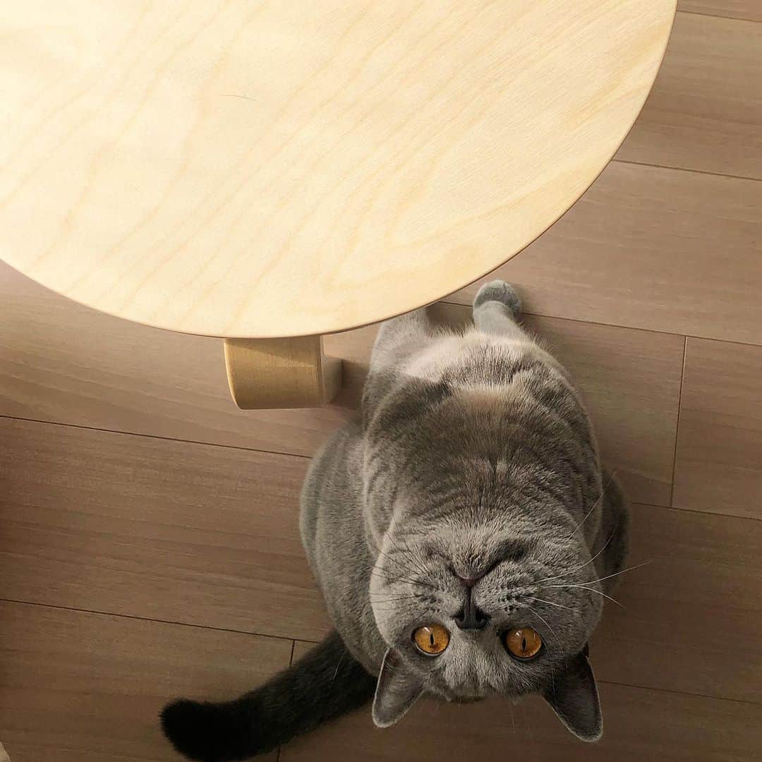 のインスタグラム：「☺︎ 連休前。 ぐりちゃんに癒しをもらって出勤 . #britishshorthair  #ブリティッシュショートヘア . #artek #アルテック #stool60 #スツール60 #ウスタヴァ ぐりちゃんの席ではないよ笑」