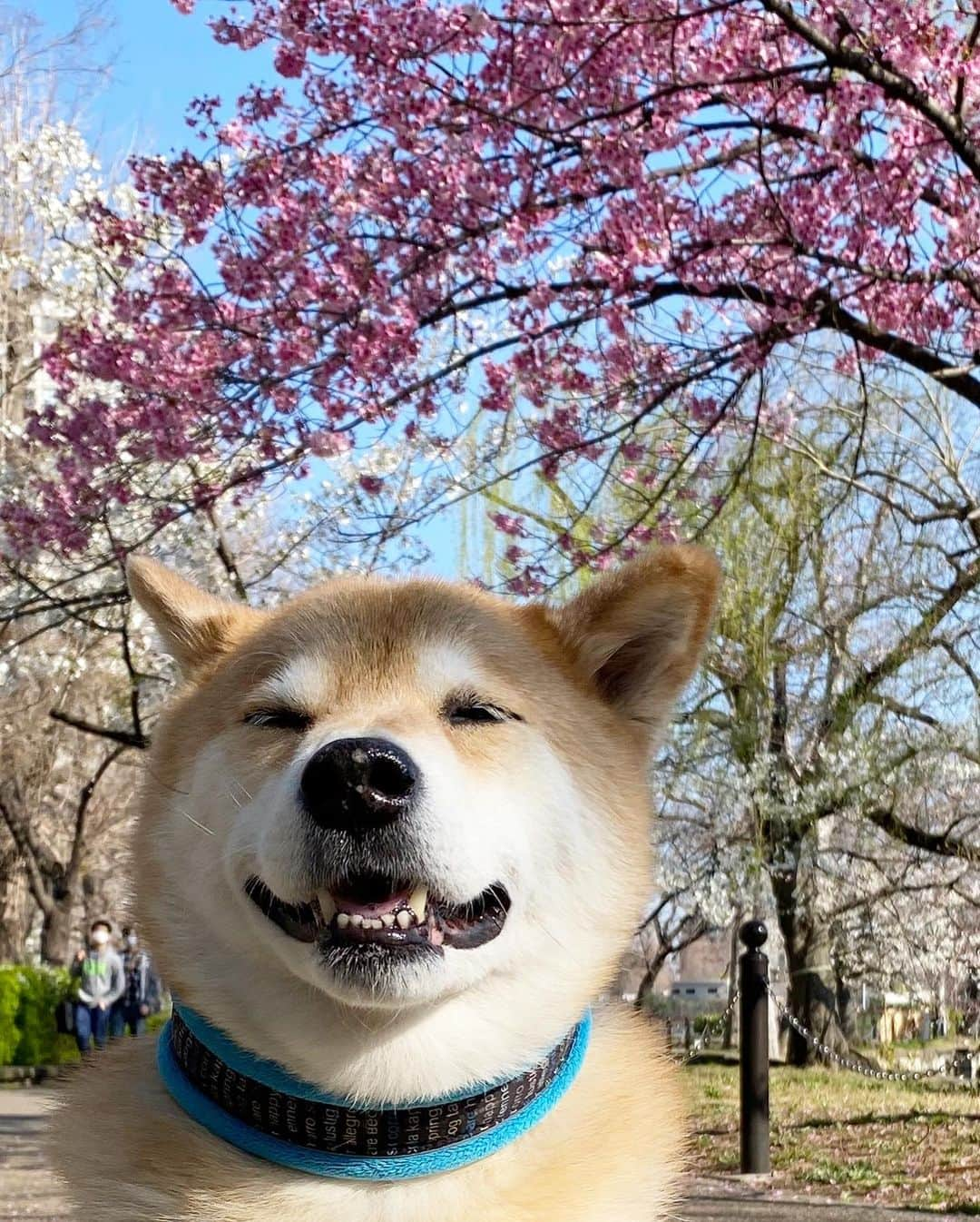 まる（まるたろう）さんのインスタグラム写真 - (まる（まるたろう）Instagram)「Good morning!✨🌸🐶🌸✨おはまる〜！不忍池の桜が咲き始めたよ〜 #ソメイヨシノはまだ  #楽しみだね〜」3月19日 9時10分 - marutaro