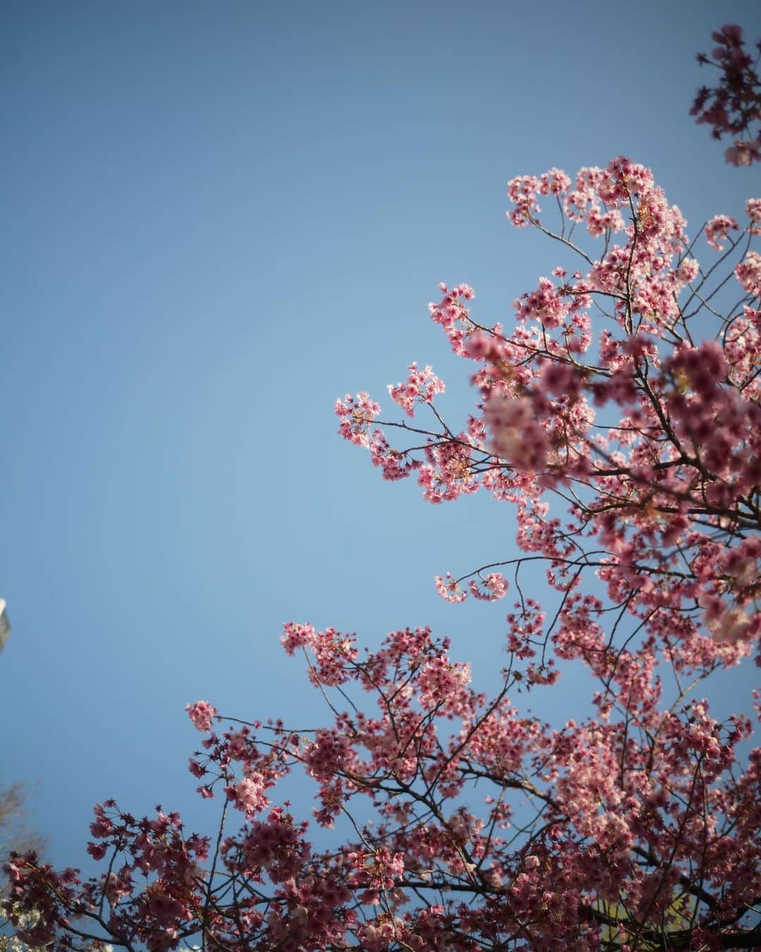まる（まるたろう）さんのインスタグラム写真 - (まる（まるたろう）Instagram)「Good morning!✨🌸🐶🌸✨おはまる〜！不忍池の桜が咲き始めたよ〜 #ソメイヨシノはまだ  #楽しみだね〜」3月19日 9時10分 - marutaro
