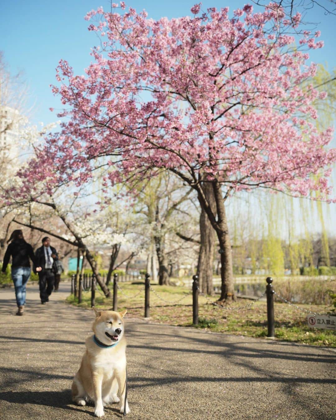まる（まるたろう）さんのインスタグラム写真 - (まる（まるたろう）Instagram)「Good morning!✨🌸🐶🌸✨おはまる〜！不忍池の桜が咲き始めたよ〜 #ソメイヨシノはまだ  #楽しみだね〜」3月19日 9時10分 - marutaro